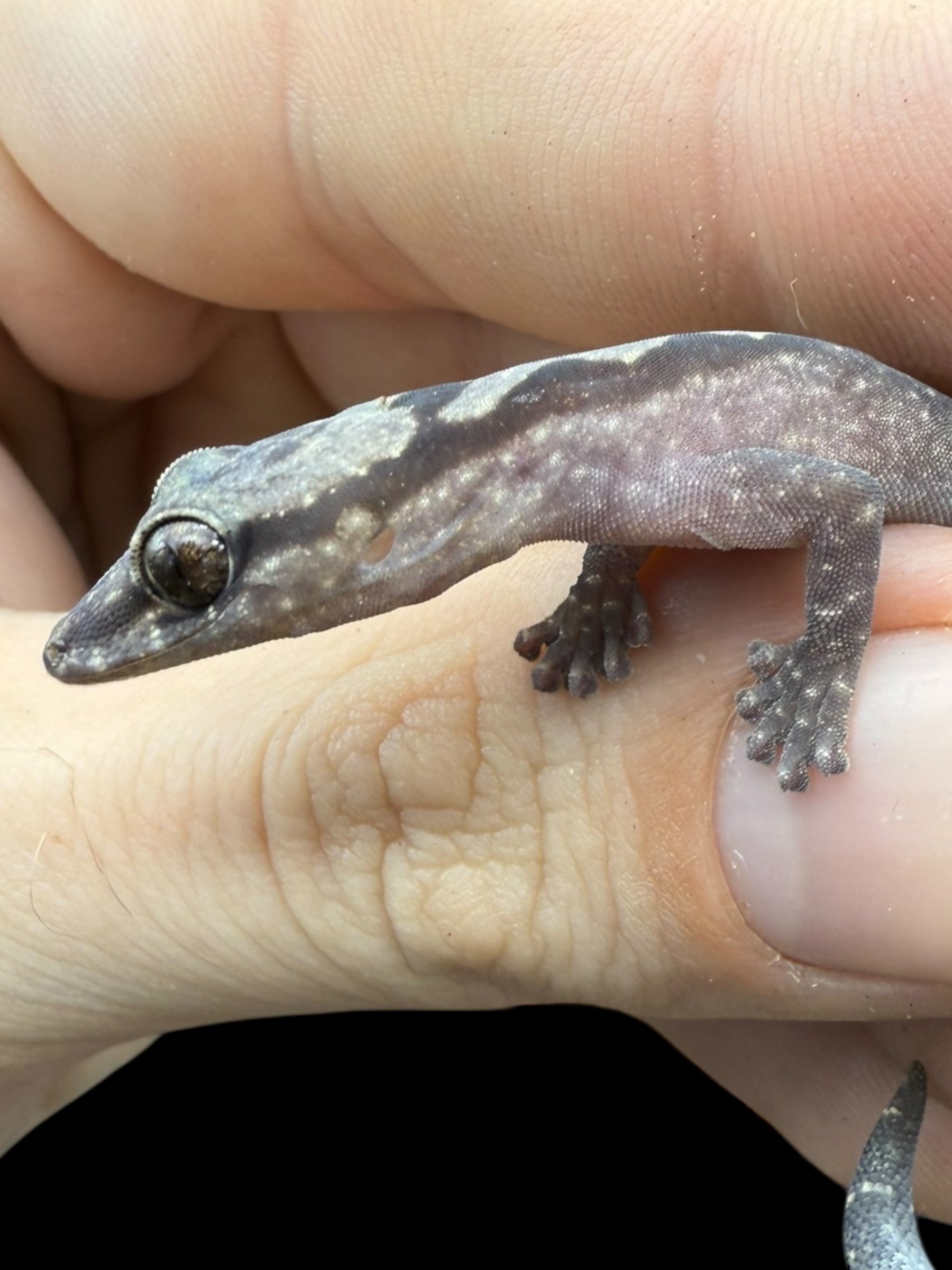 Robust Velvet Gecko (Oedura robusta)