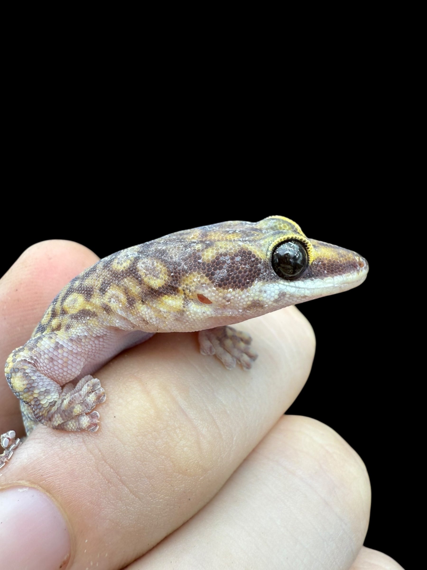 Northern Spotted Velvet Gecko (Oedura coggeri)