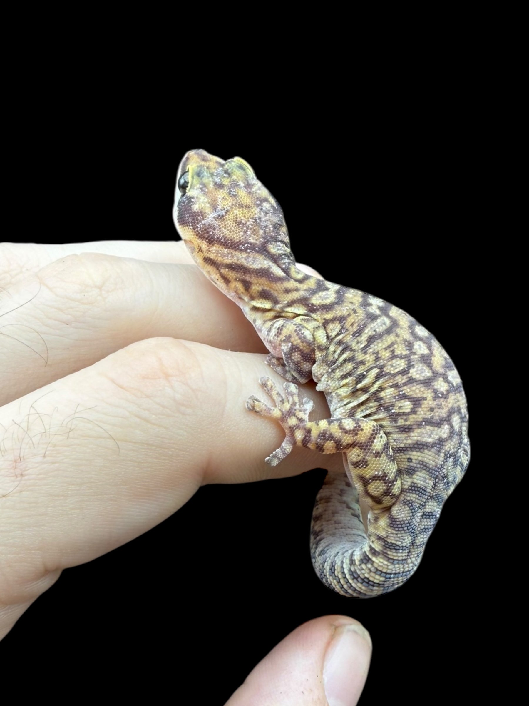 Northern Spotted Velvet Gecko (Oedura coggeri)