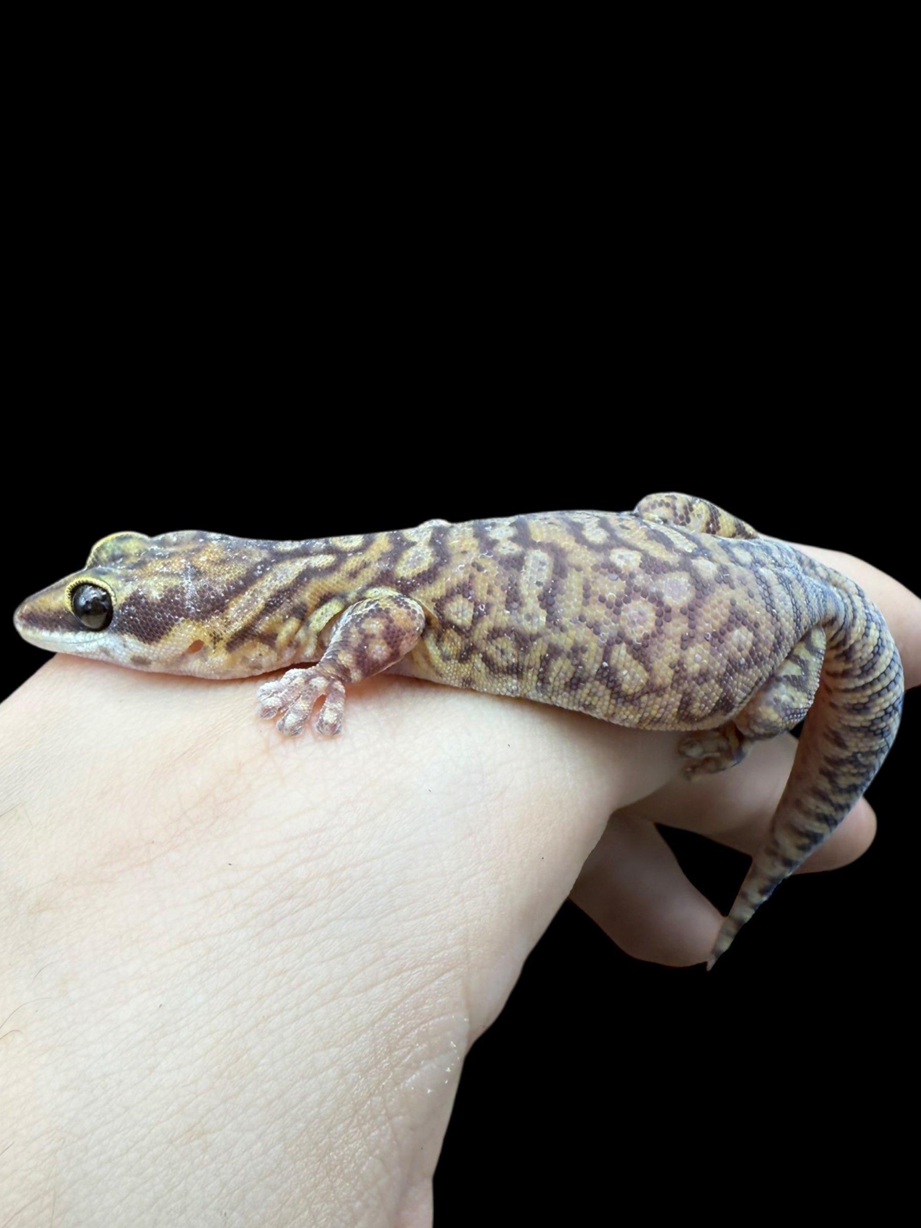 Northern Spotted Velvet Gecko (Oedura coggeri)