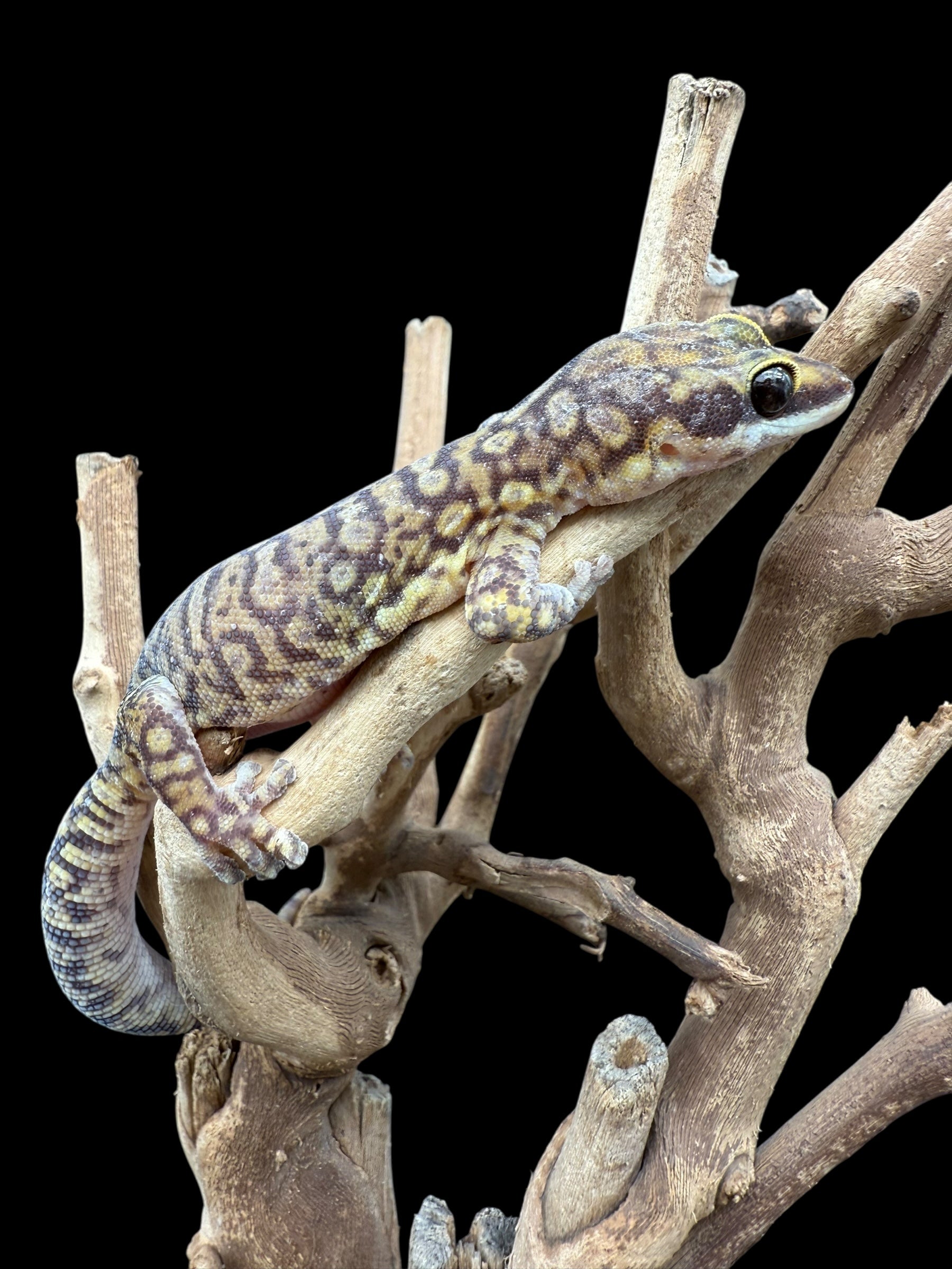 Northern Spotted Velvet Gecko (Oedura coggeri)