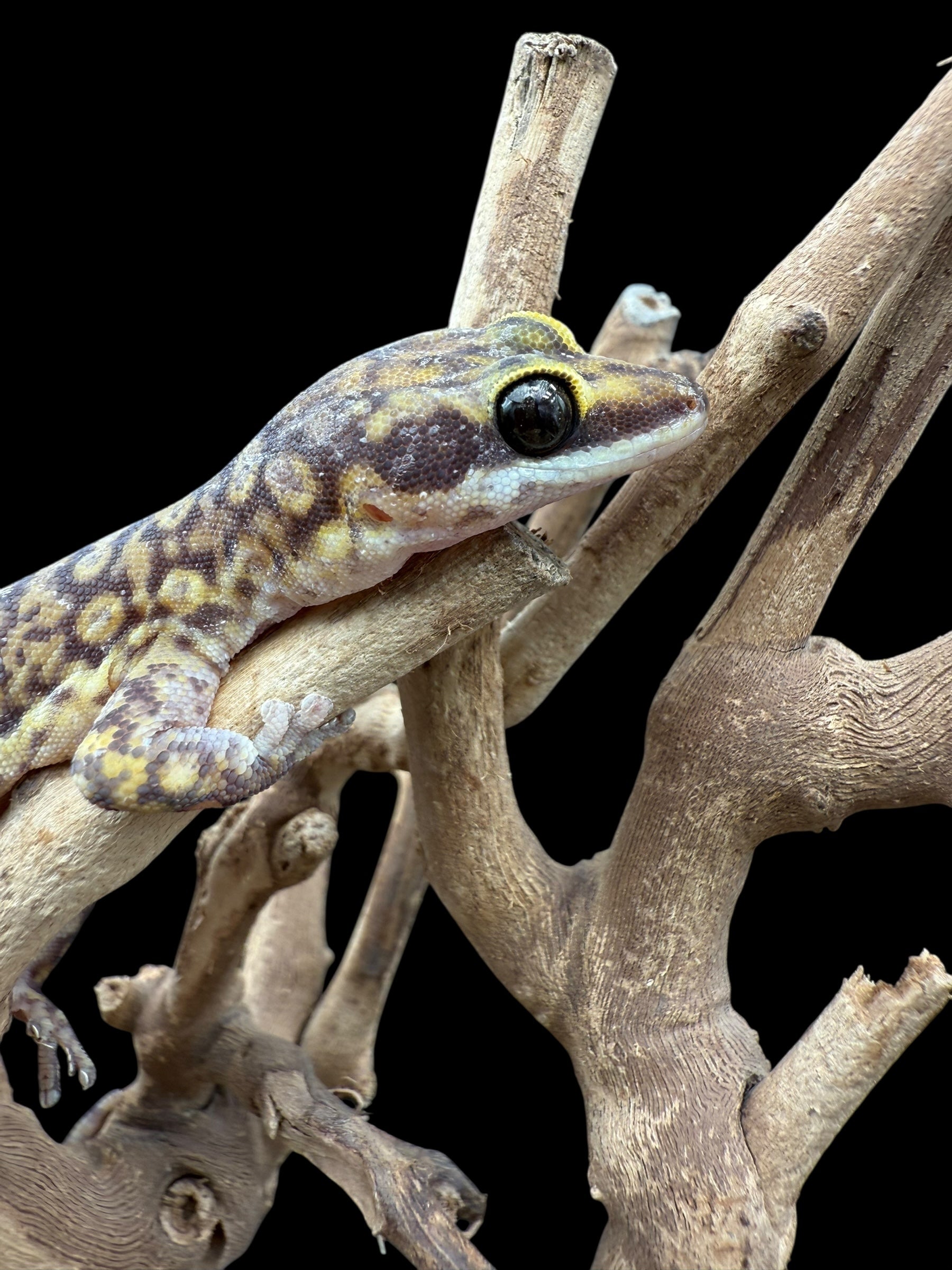 Northern Spotted Velvet Gecko (Oedura coggeri)