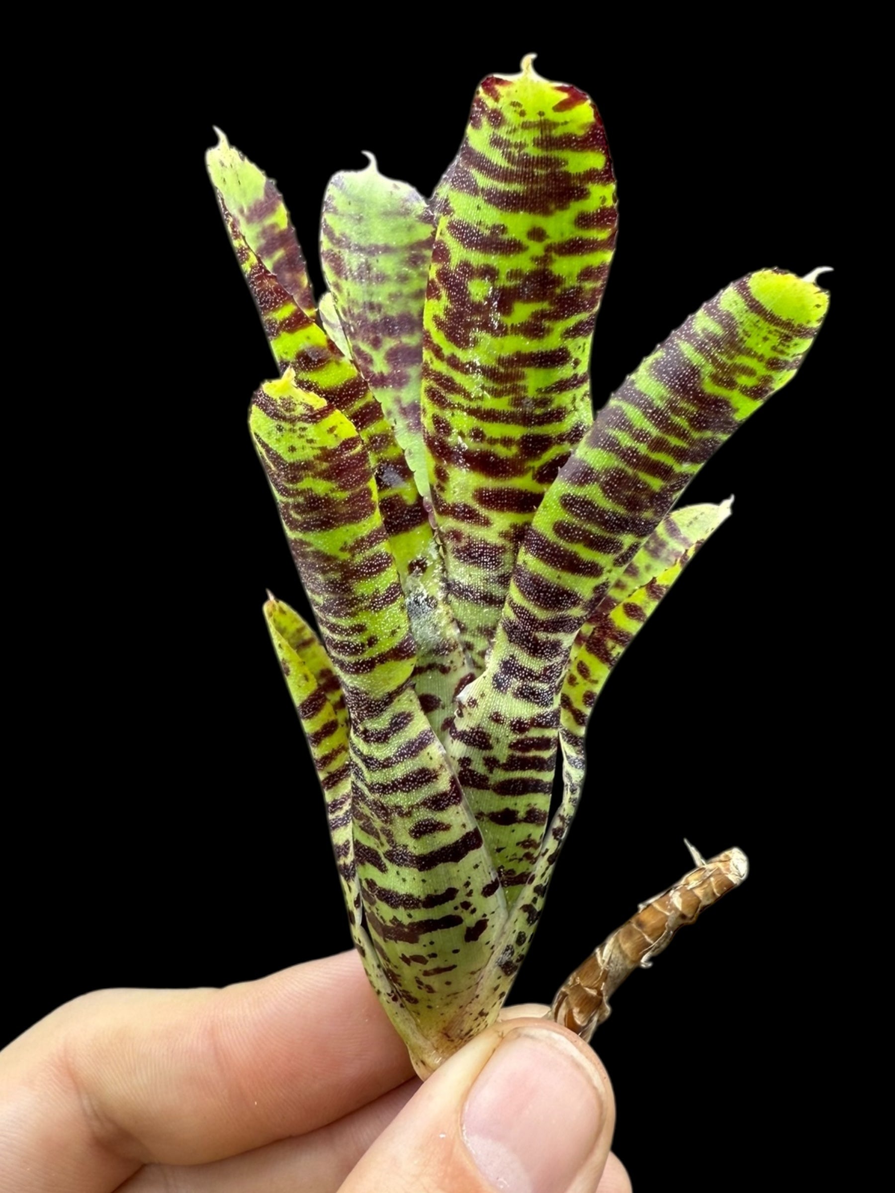 Neoregelia Ritzy Tiger