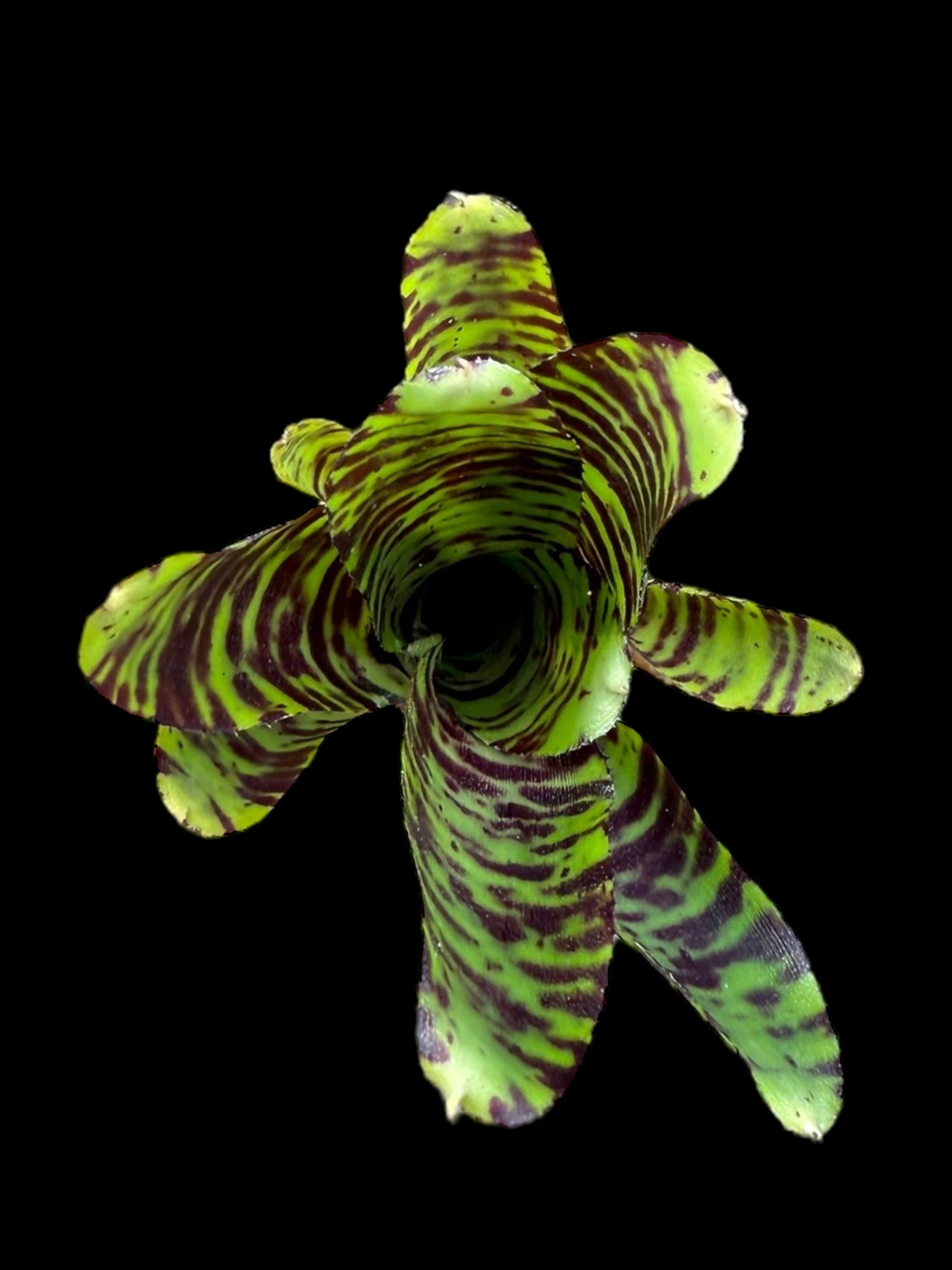 Neoregelia Ritzy Tiger