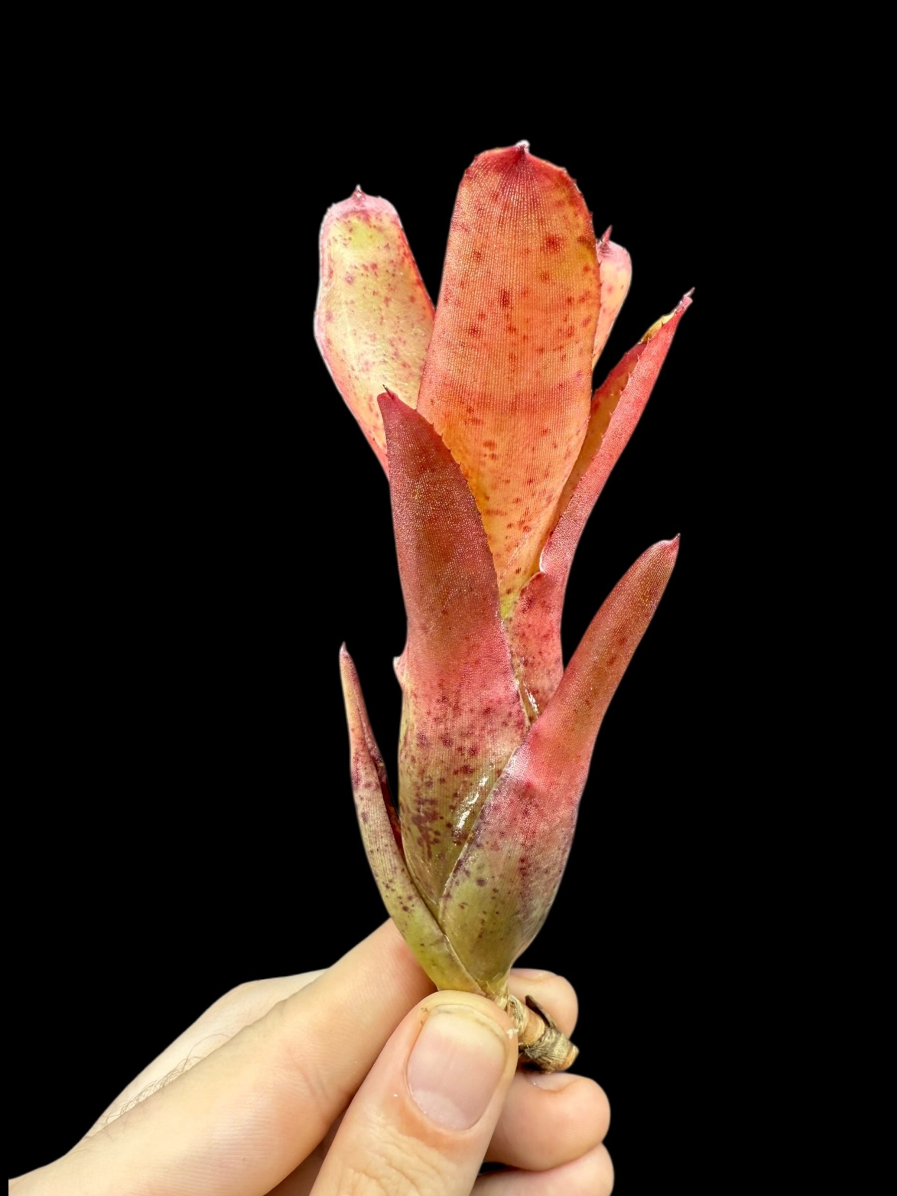 Neoregelia Li Hing
