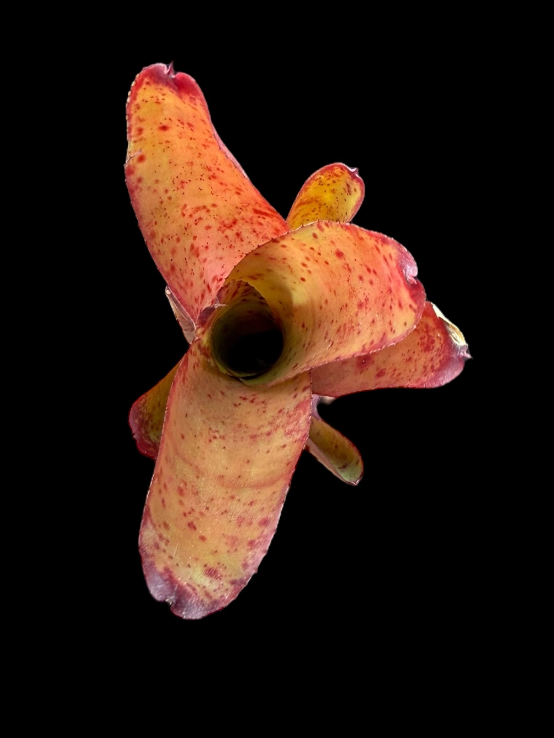 Neoregelia Li Hing