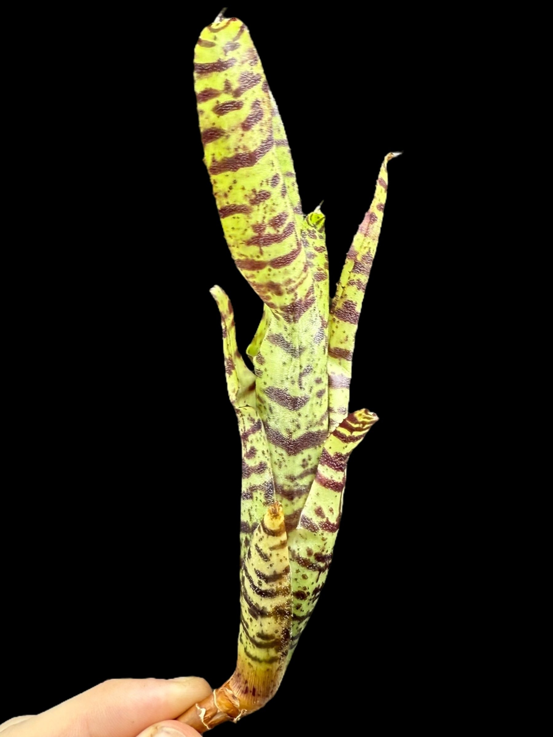 Bébé tigre de Neoregelia