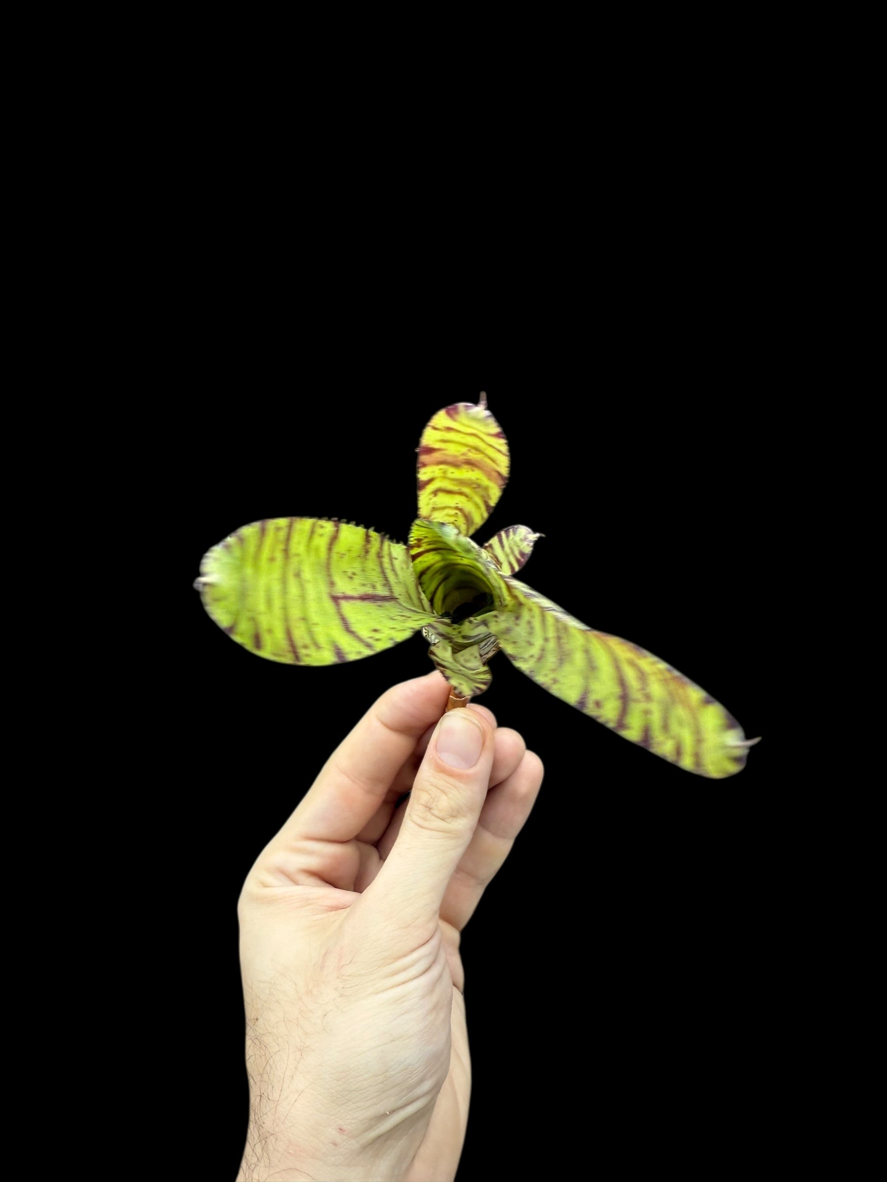 Bébé tigre de Neoregelia