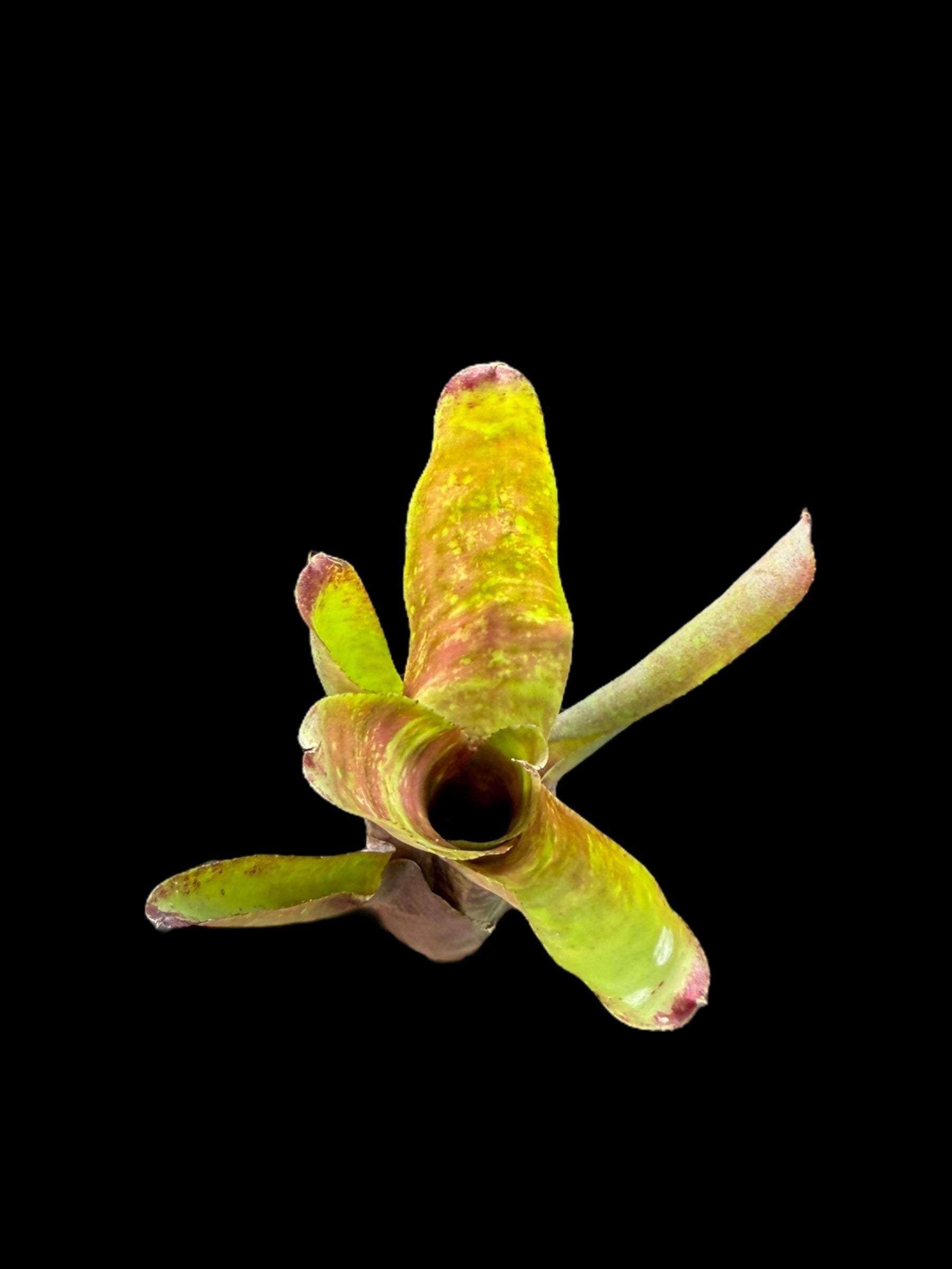 Neoregelia olens x Marble Throat