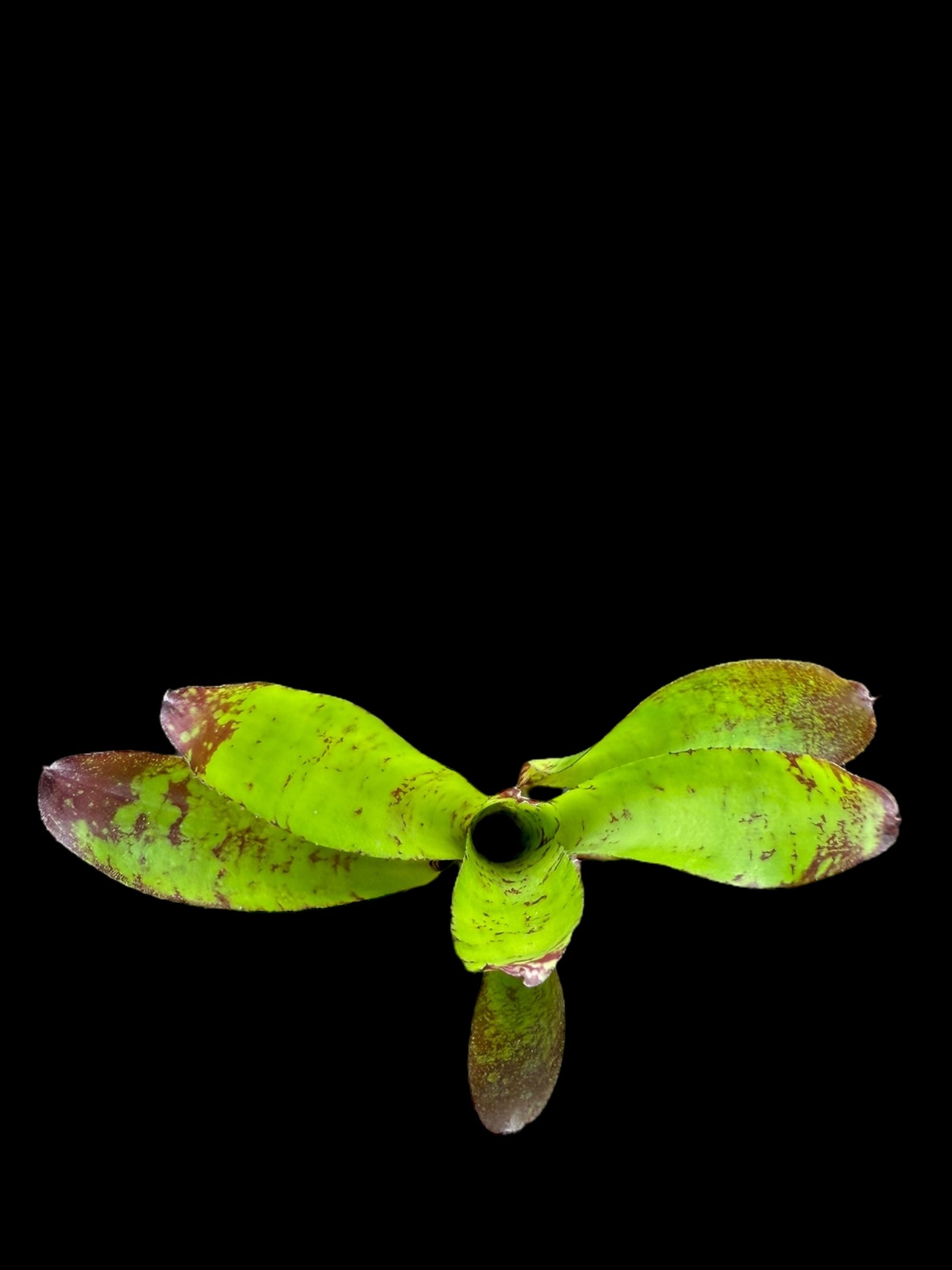 Neoregelia Duck Soup