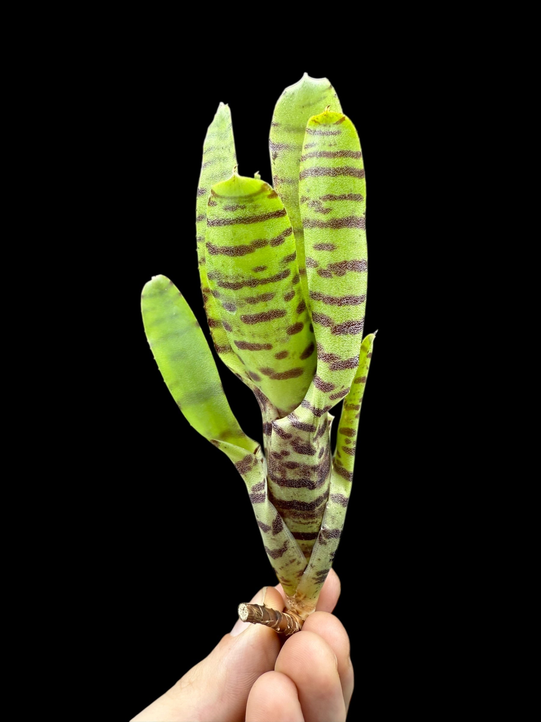 Neoregelia ampullacea baguée