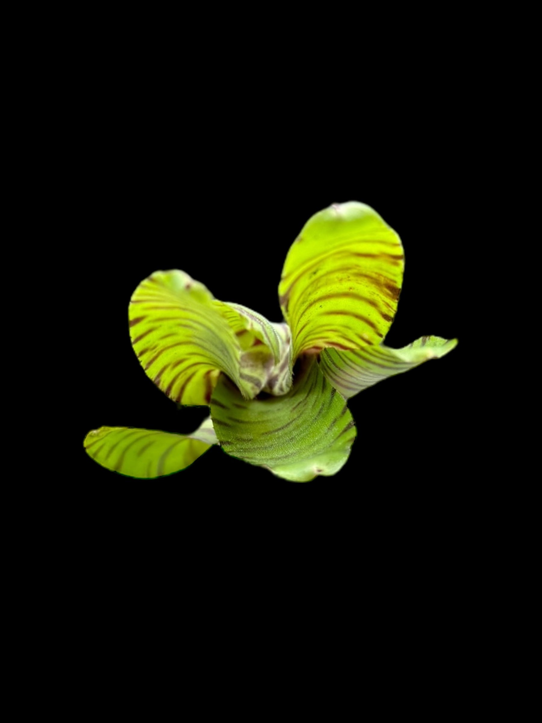 Neoregelia ampullacea baguée