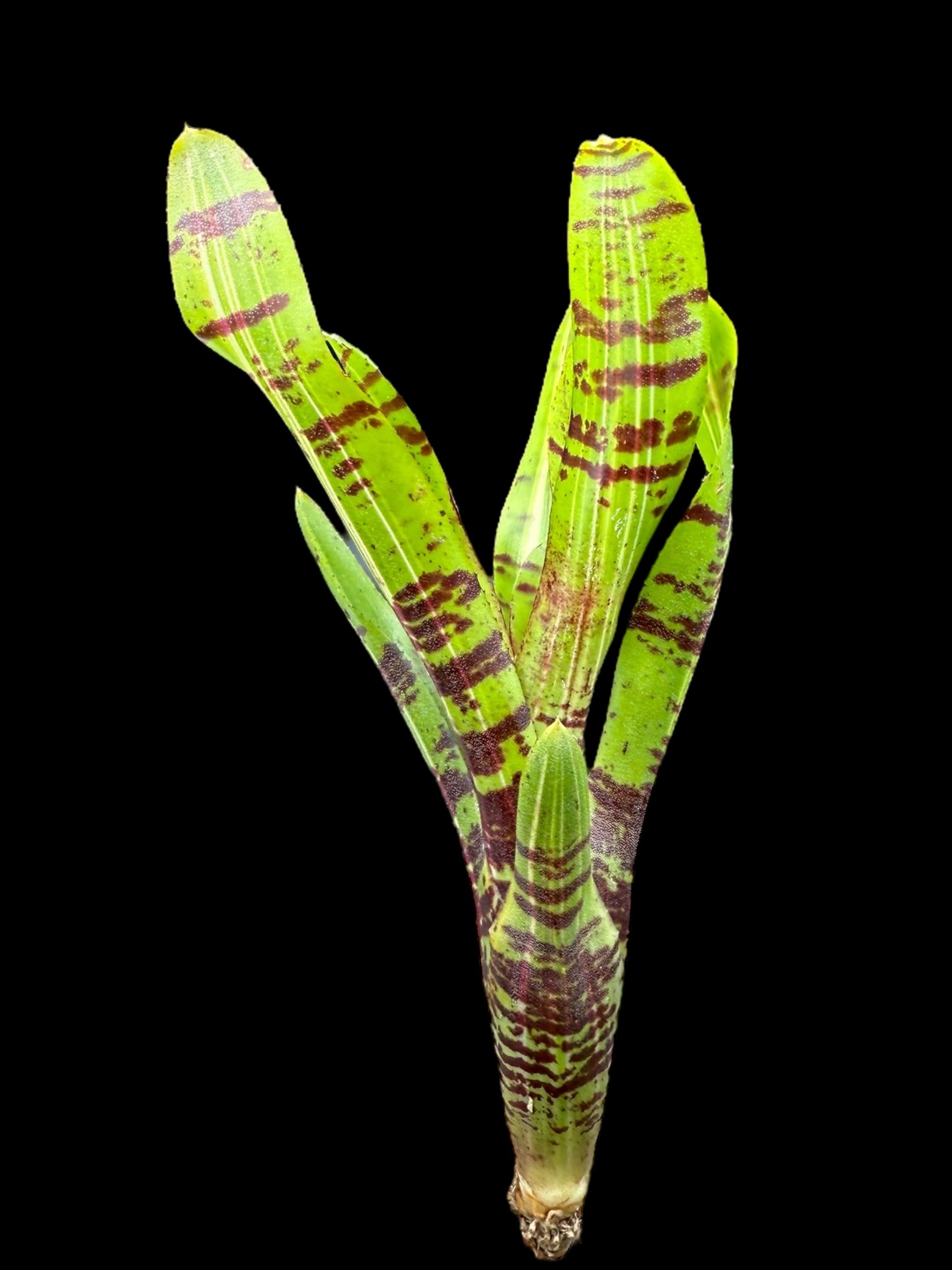 Neoregelia Battle Cat