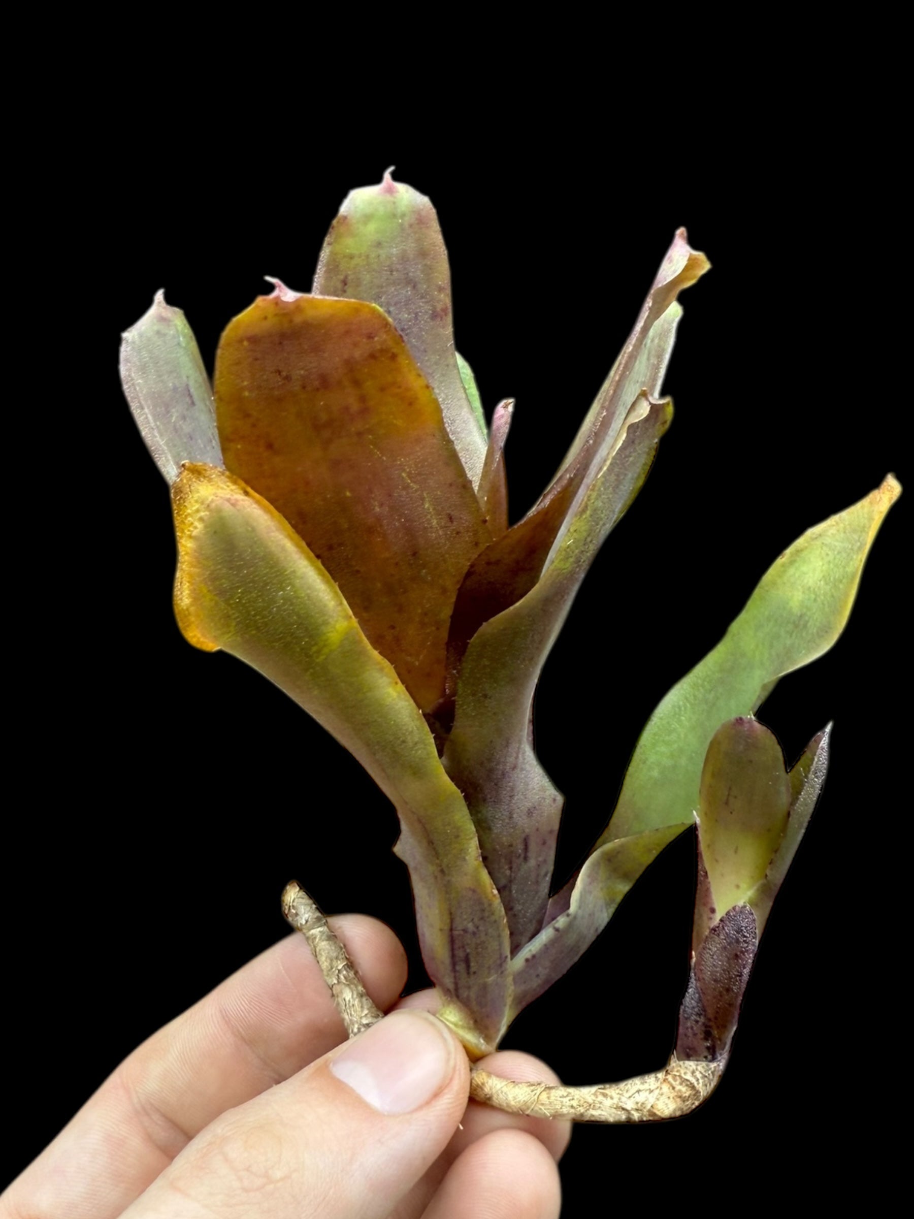 Neoregelia Mo Betta Please