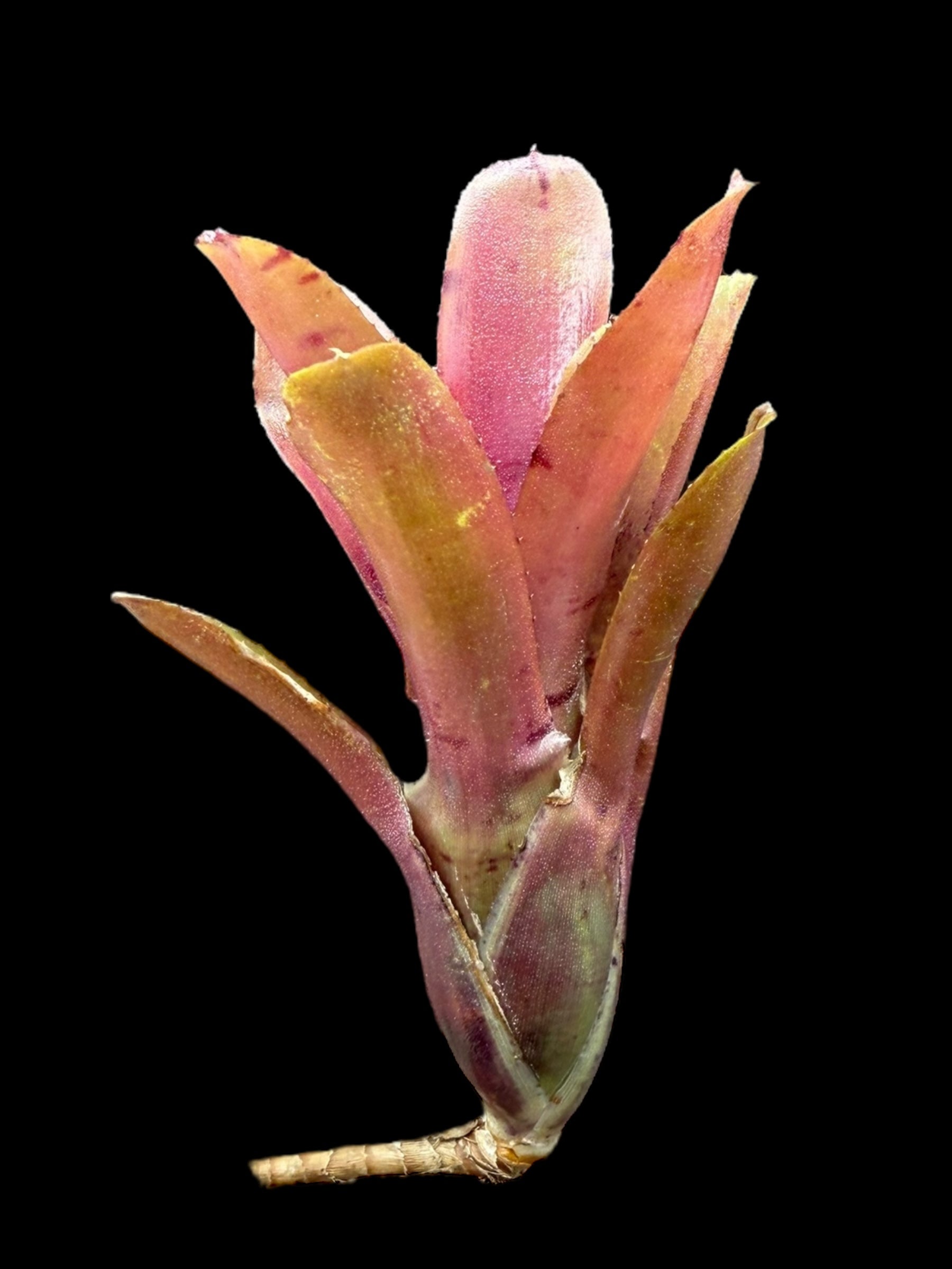Neoregelia Zoé