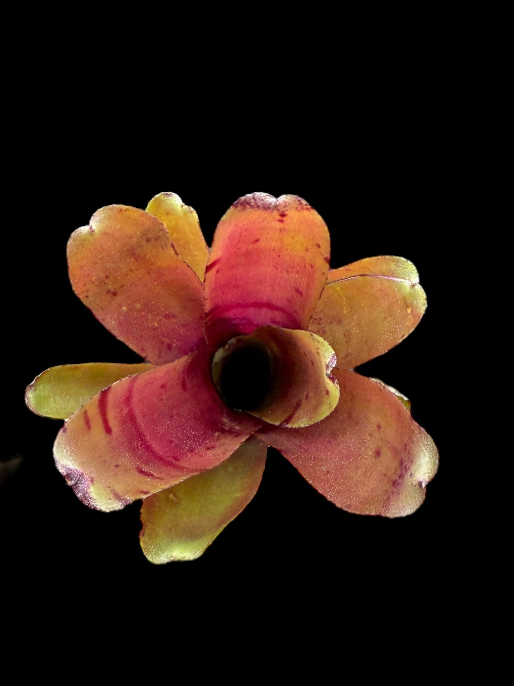 Neoregelia Zoé