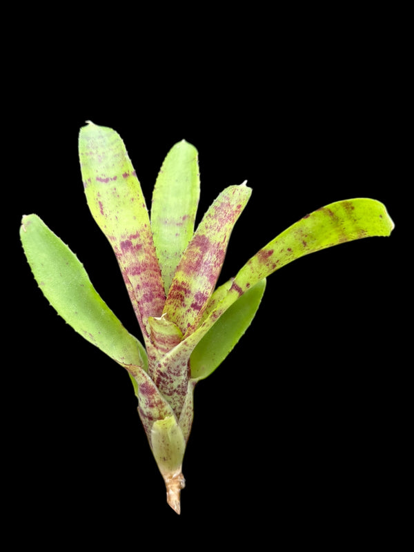 Néoregelia assortis (rejets)