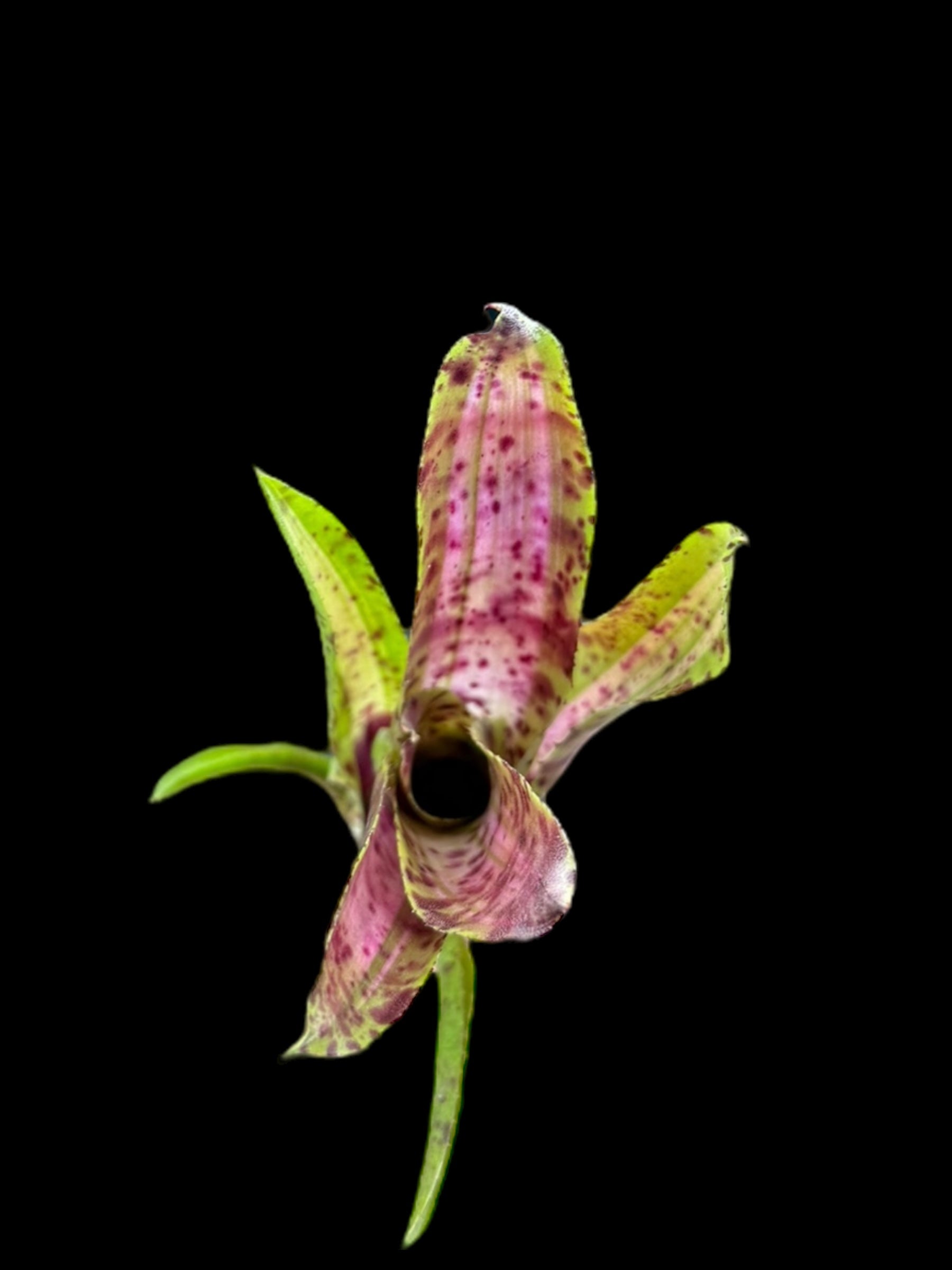Neoregelia Chrissy