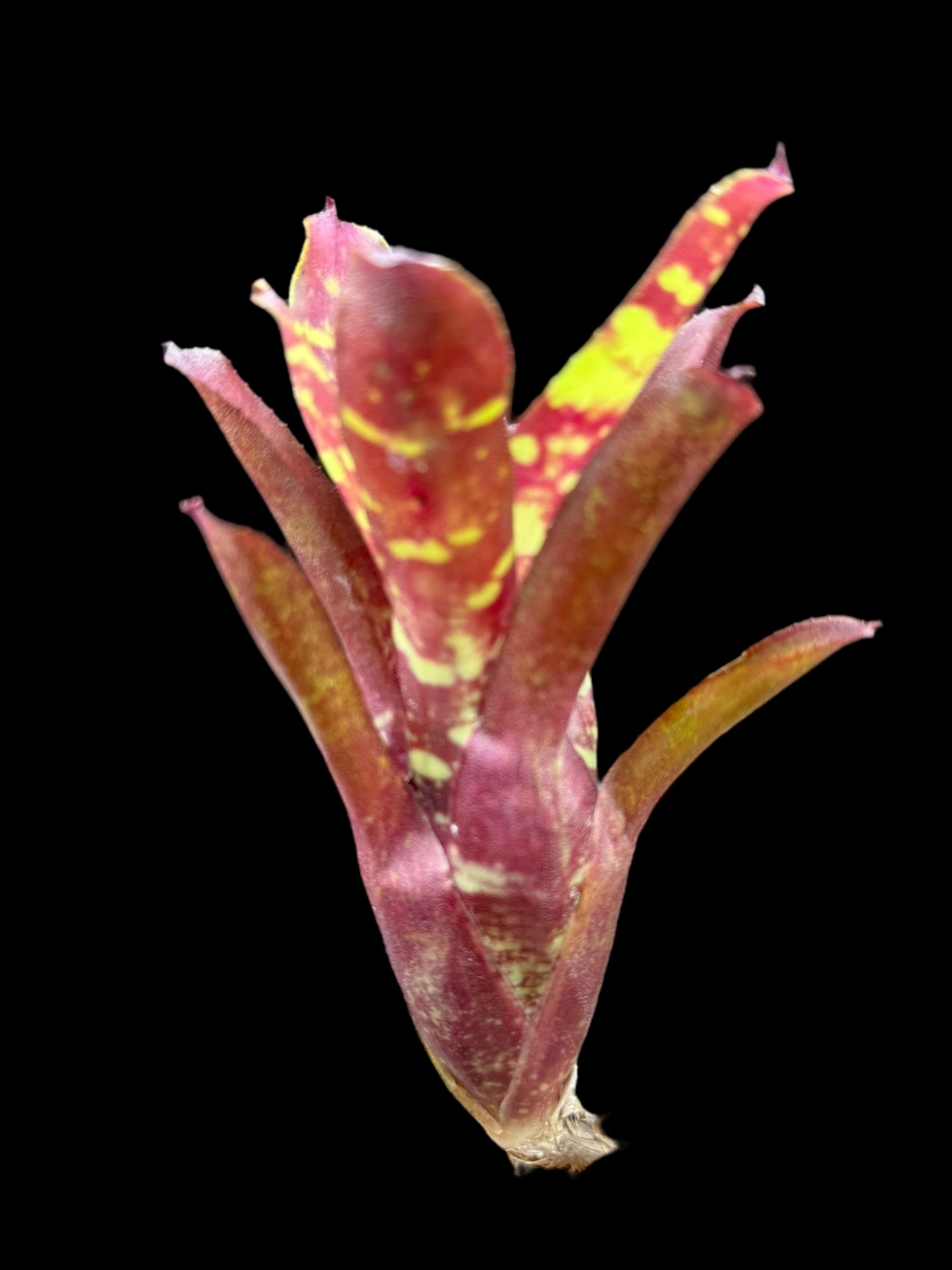 Mini-jupe Neoregelia