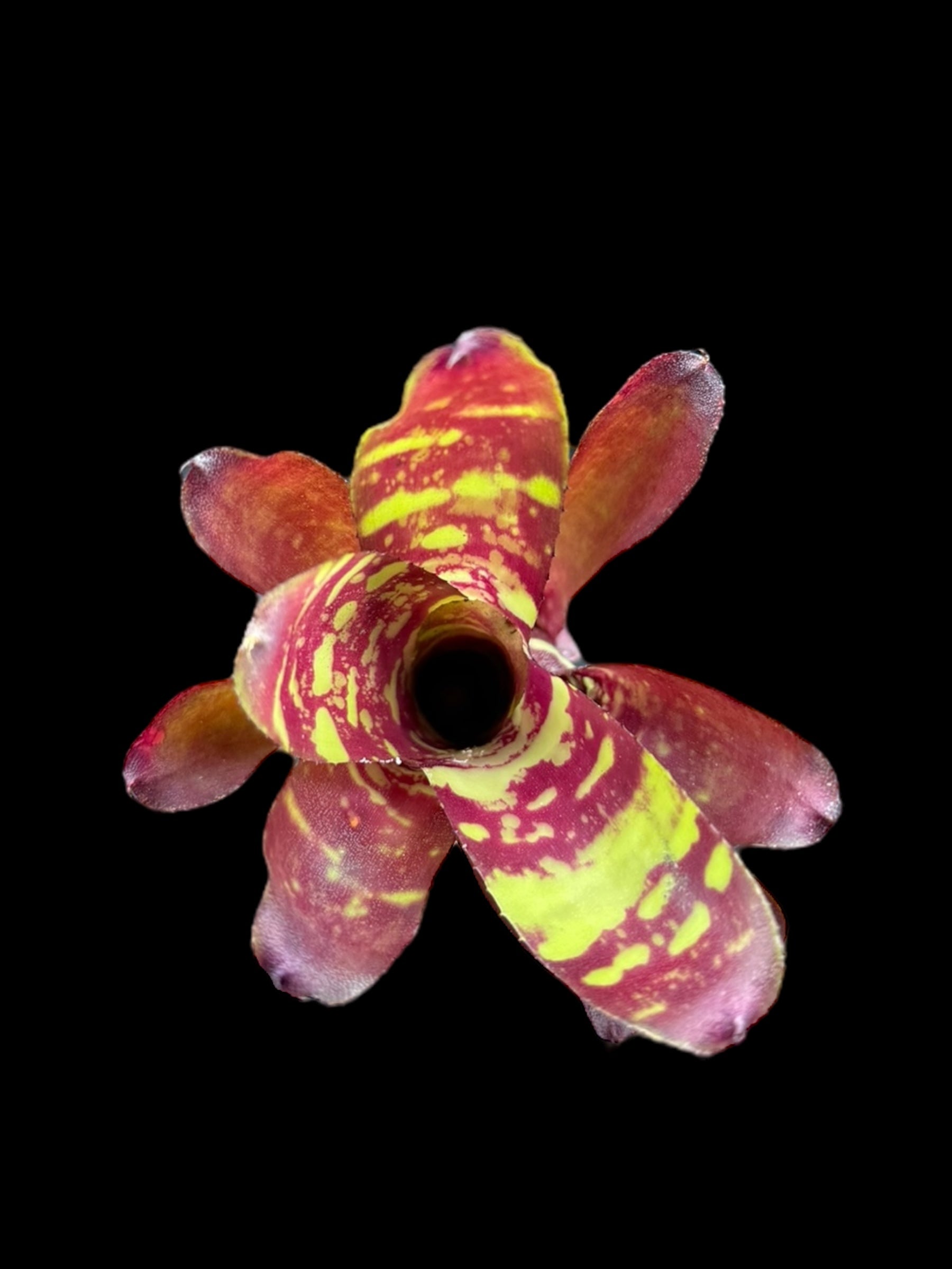 Mini-jupe Neoregelia