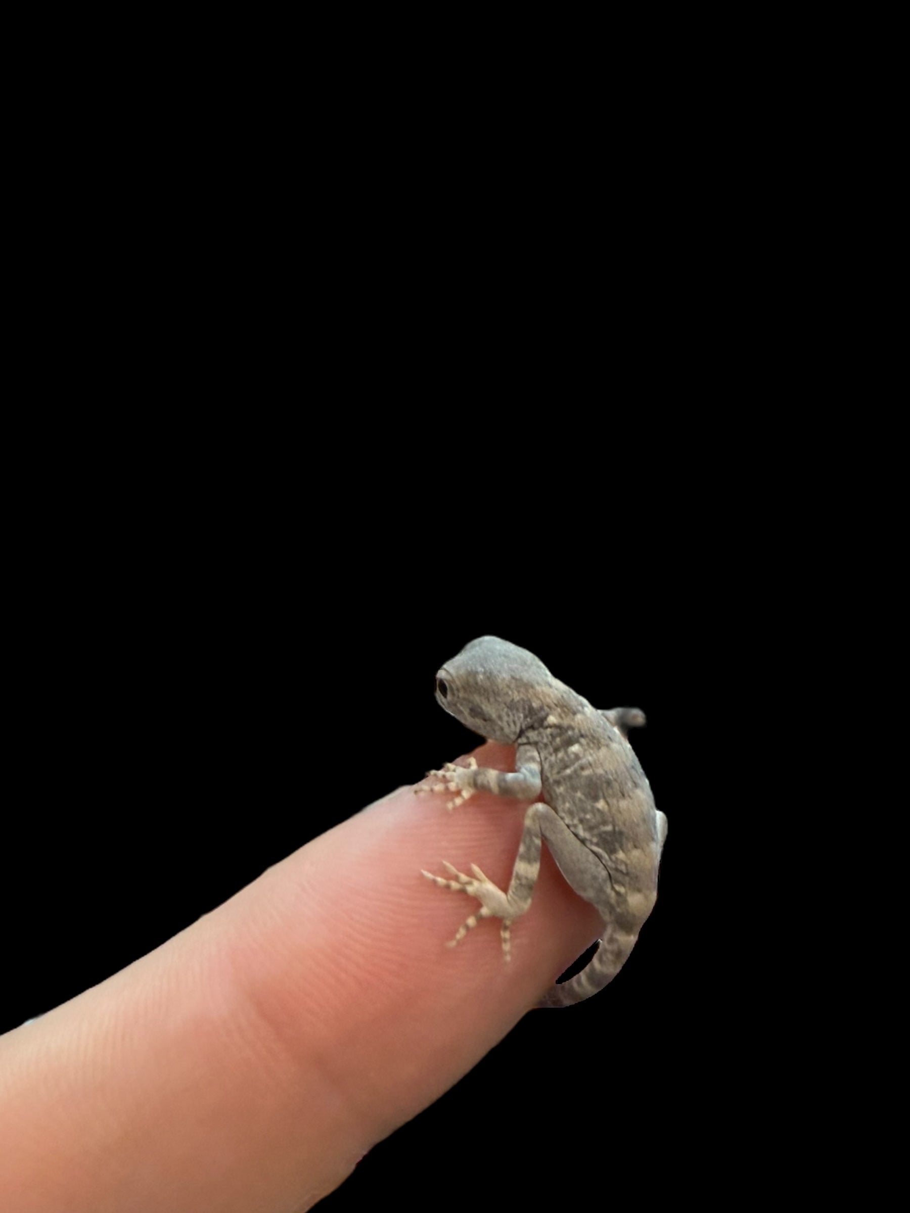 Scorpion Tail Gecko (Pristurus carteri)