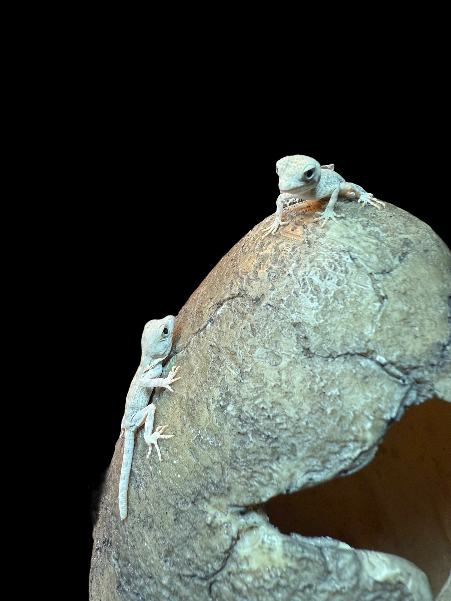 Gecko à queue de scorpion (Pristurus carteri)
