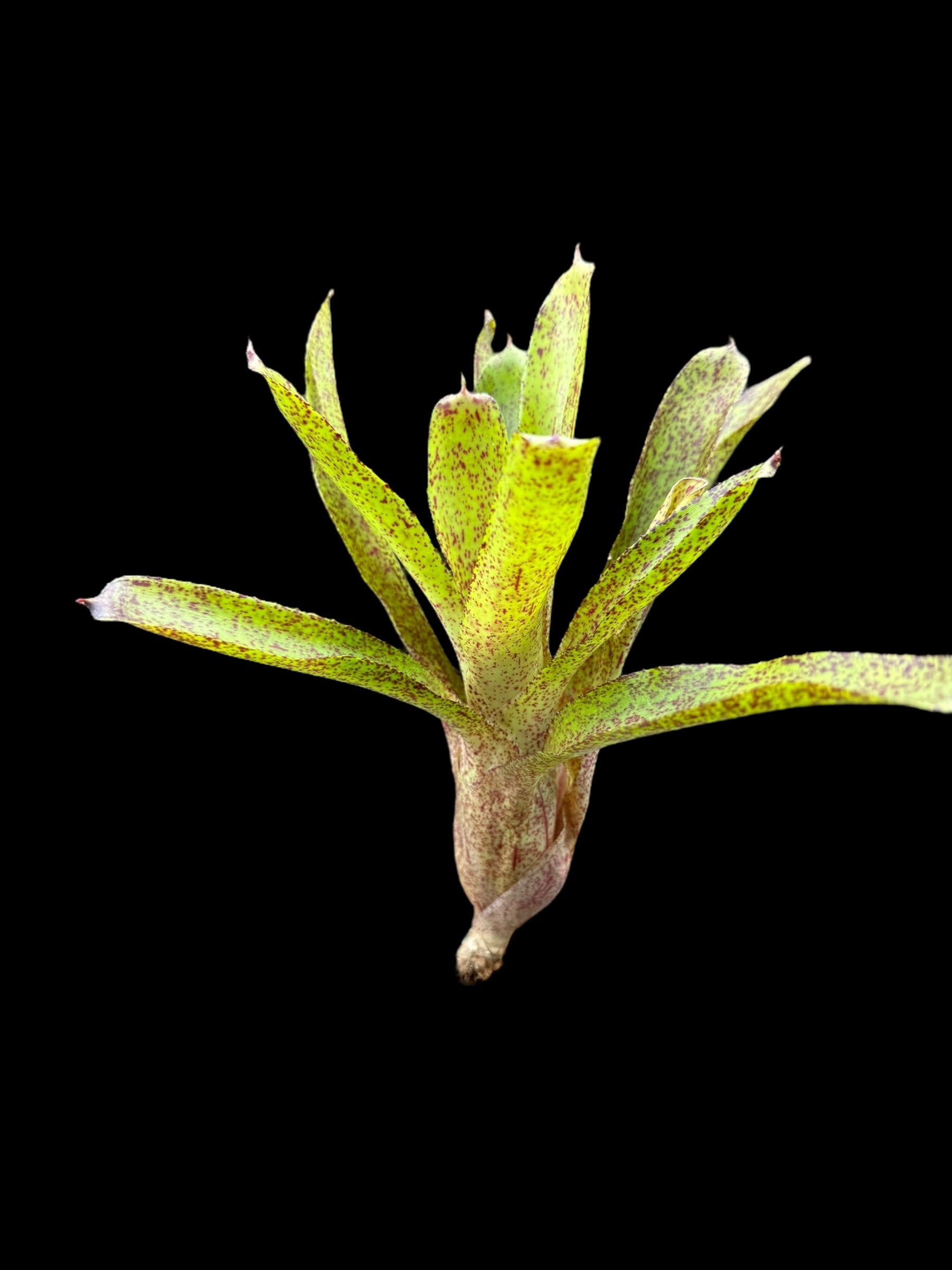 Piment australien Neoregelia