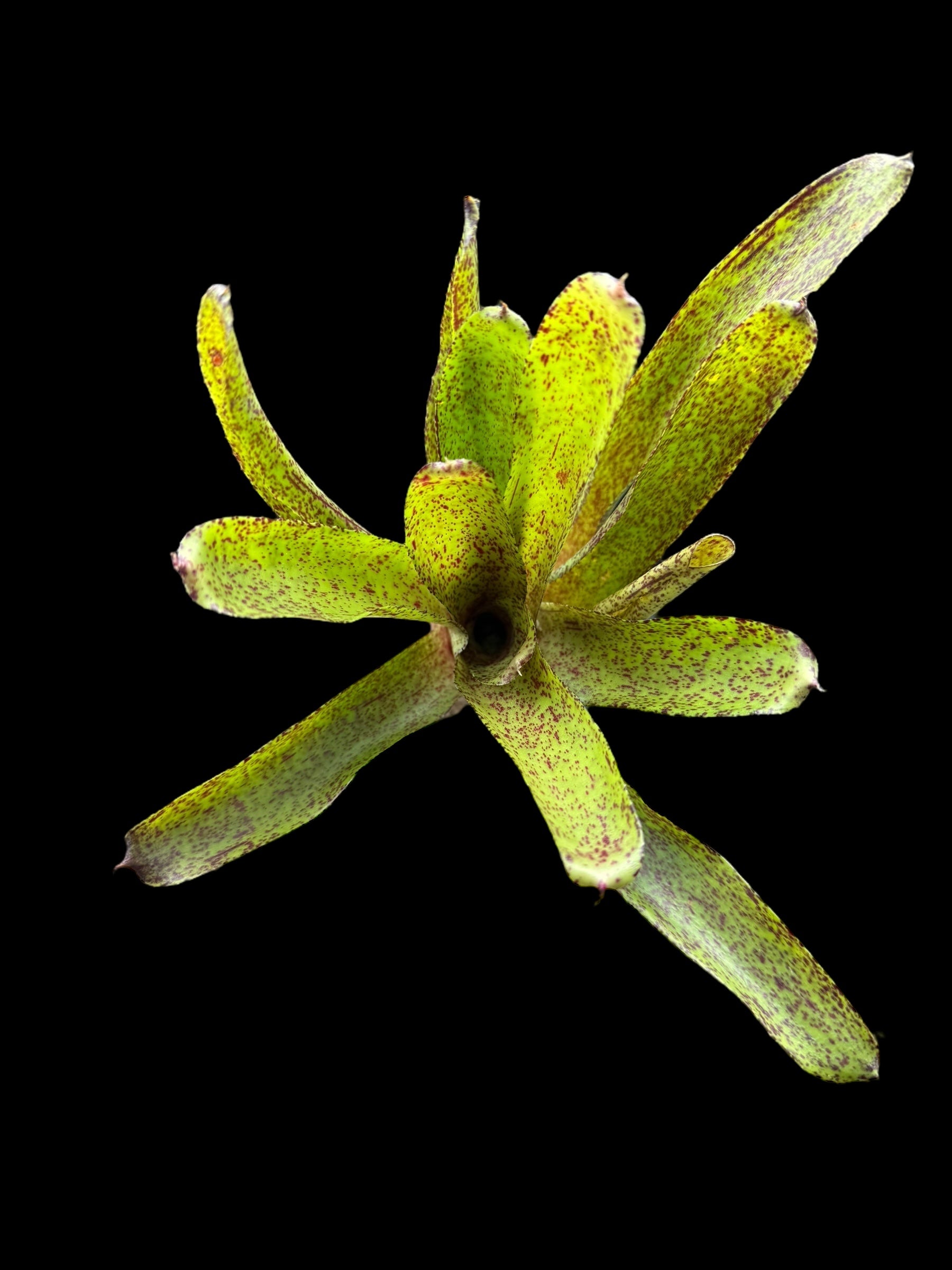 Piment australien Neoregelia