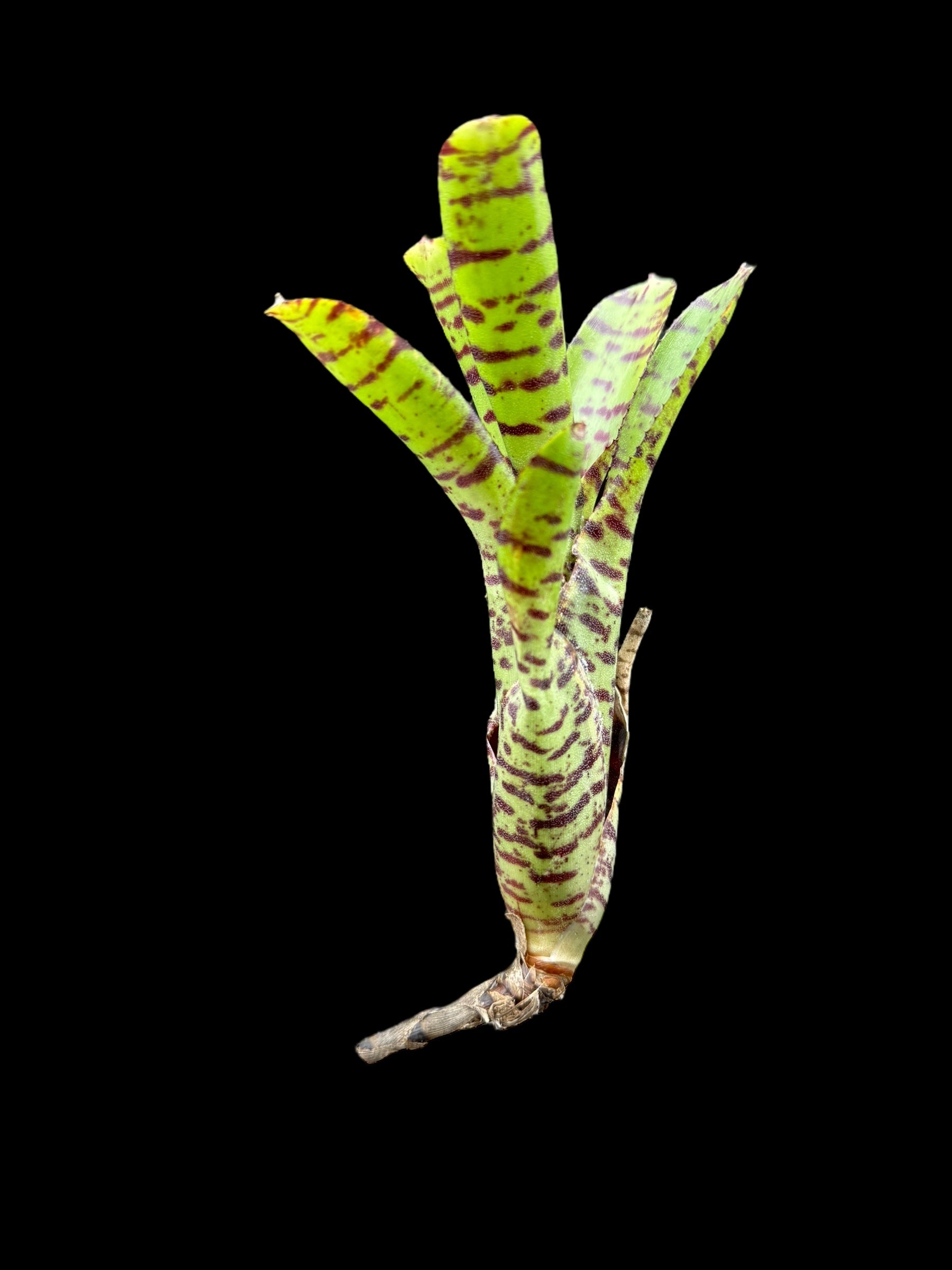 Neoregelia Punctatissima x Blushing Tiger