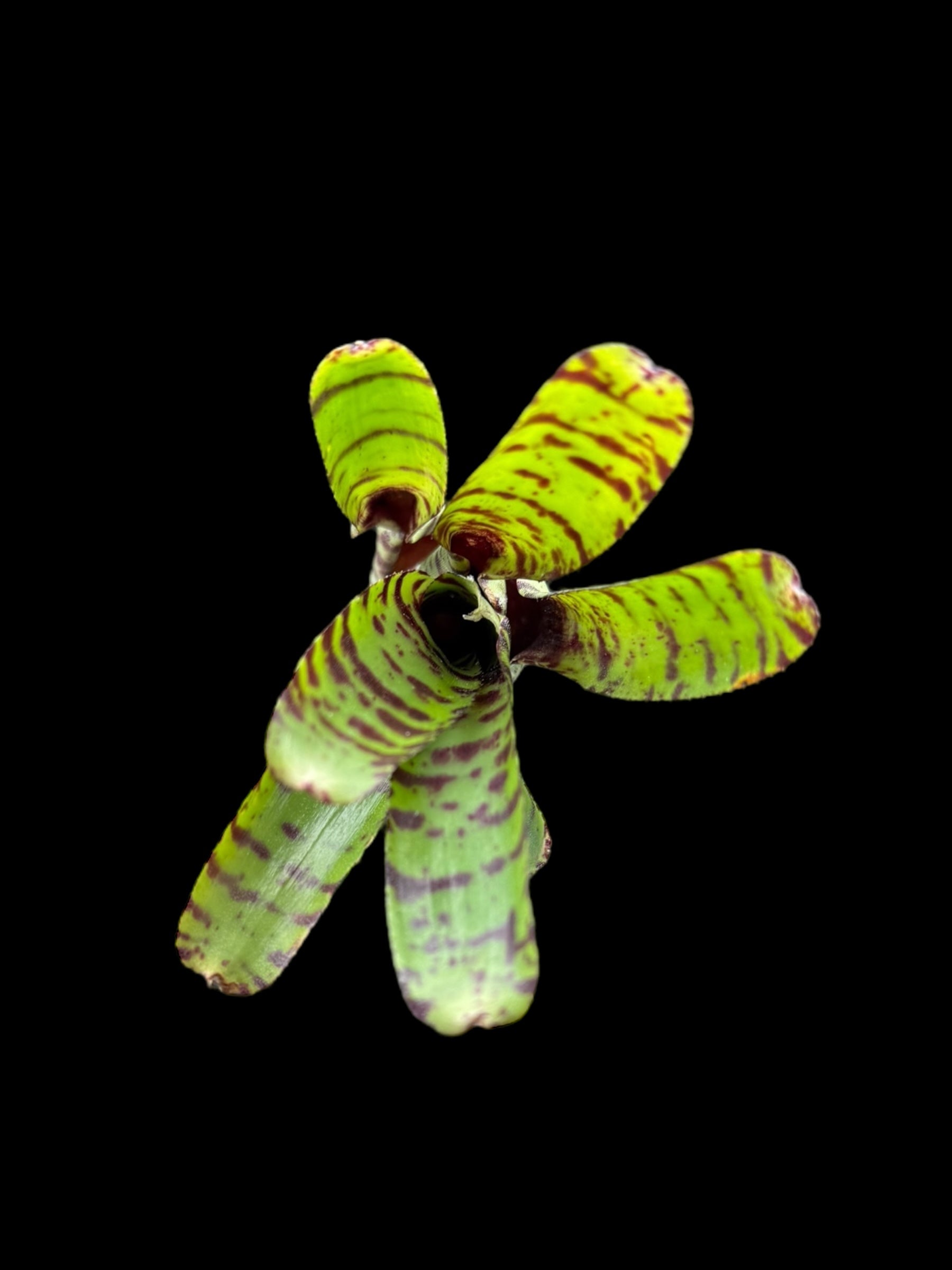 Neoregelia Punctatissima x Blushing Tiger