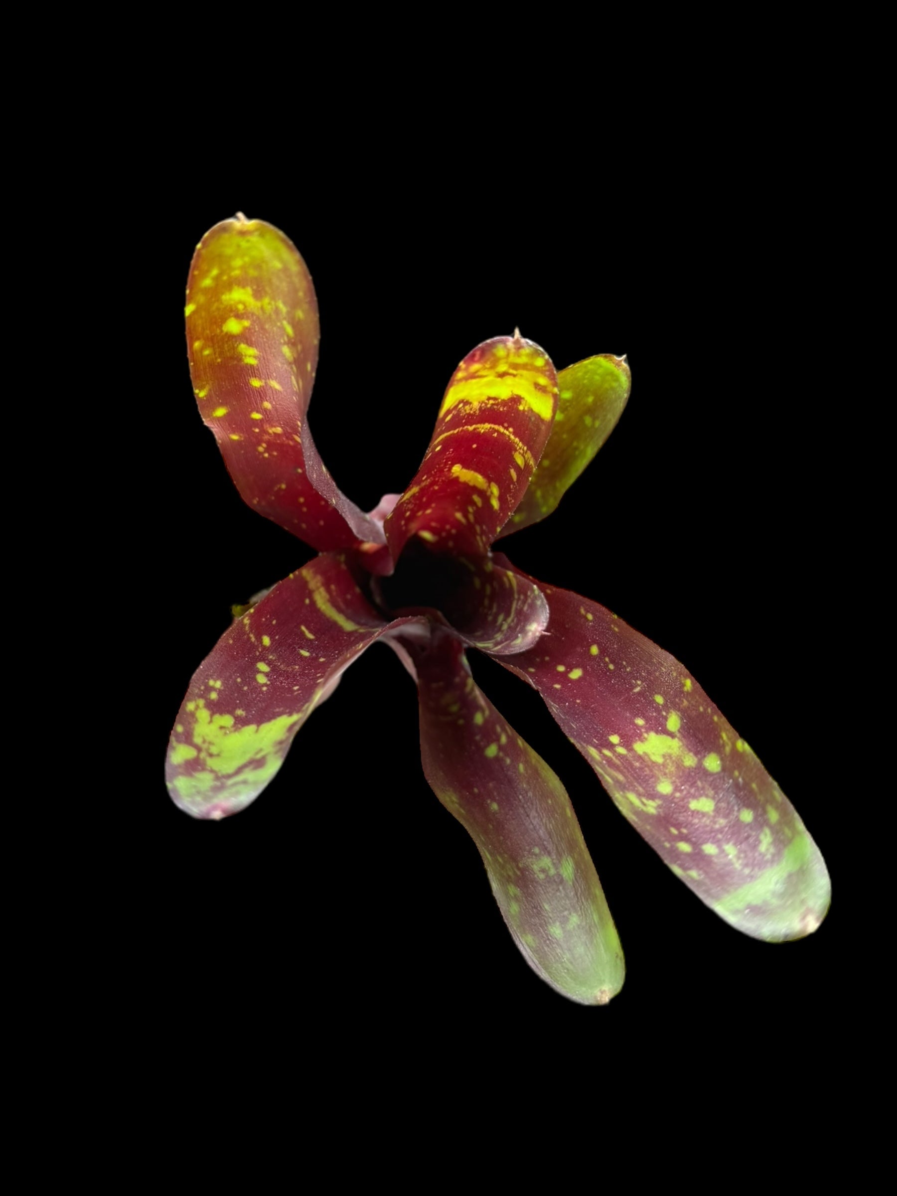 Neoregelia Royal Burgundy x boule de feu