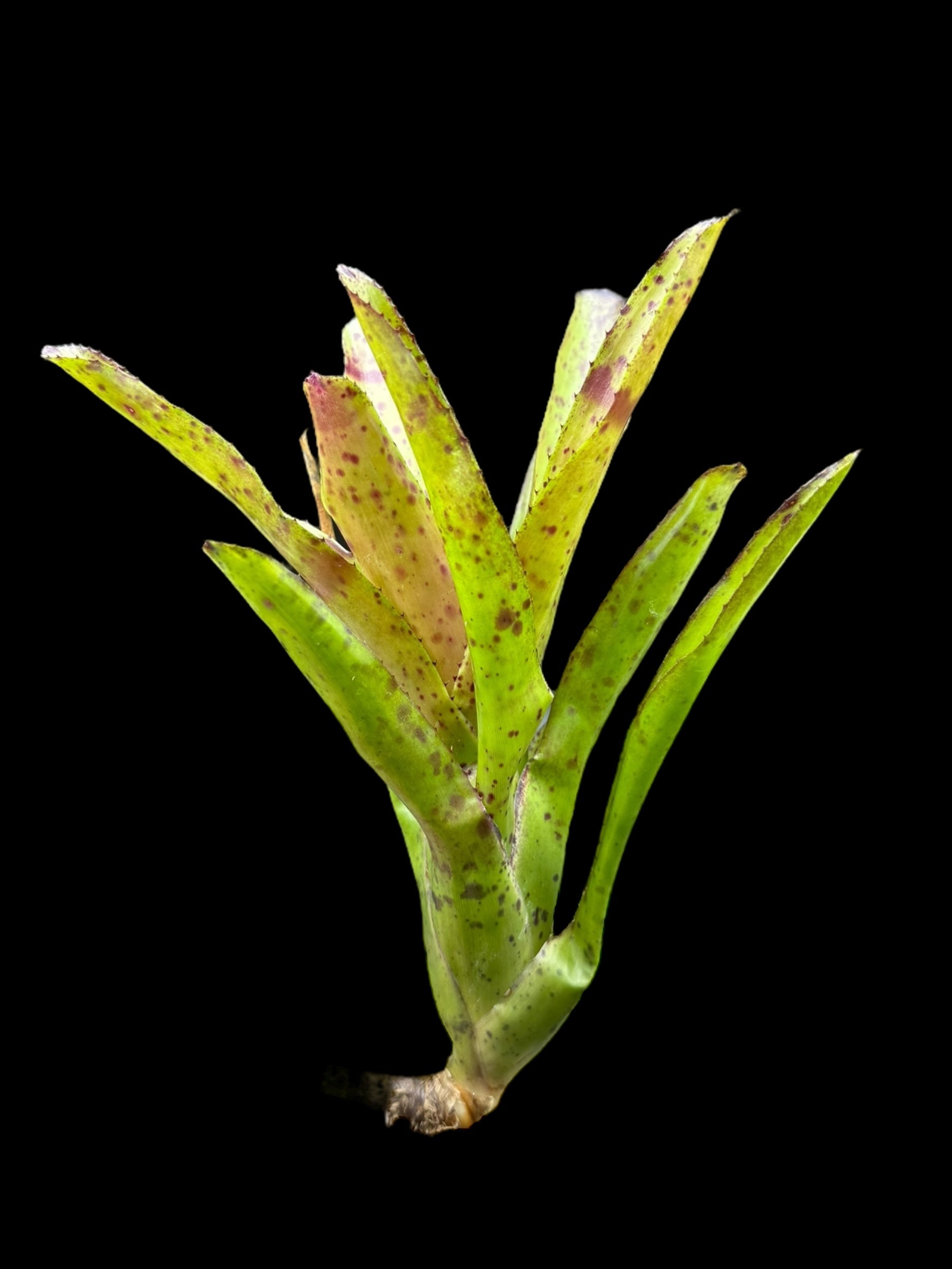 Neoregelia Little Lotta