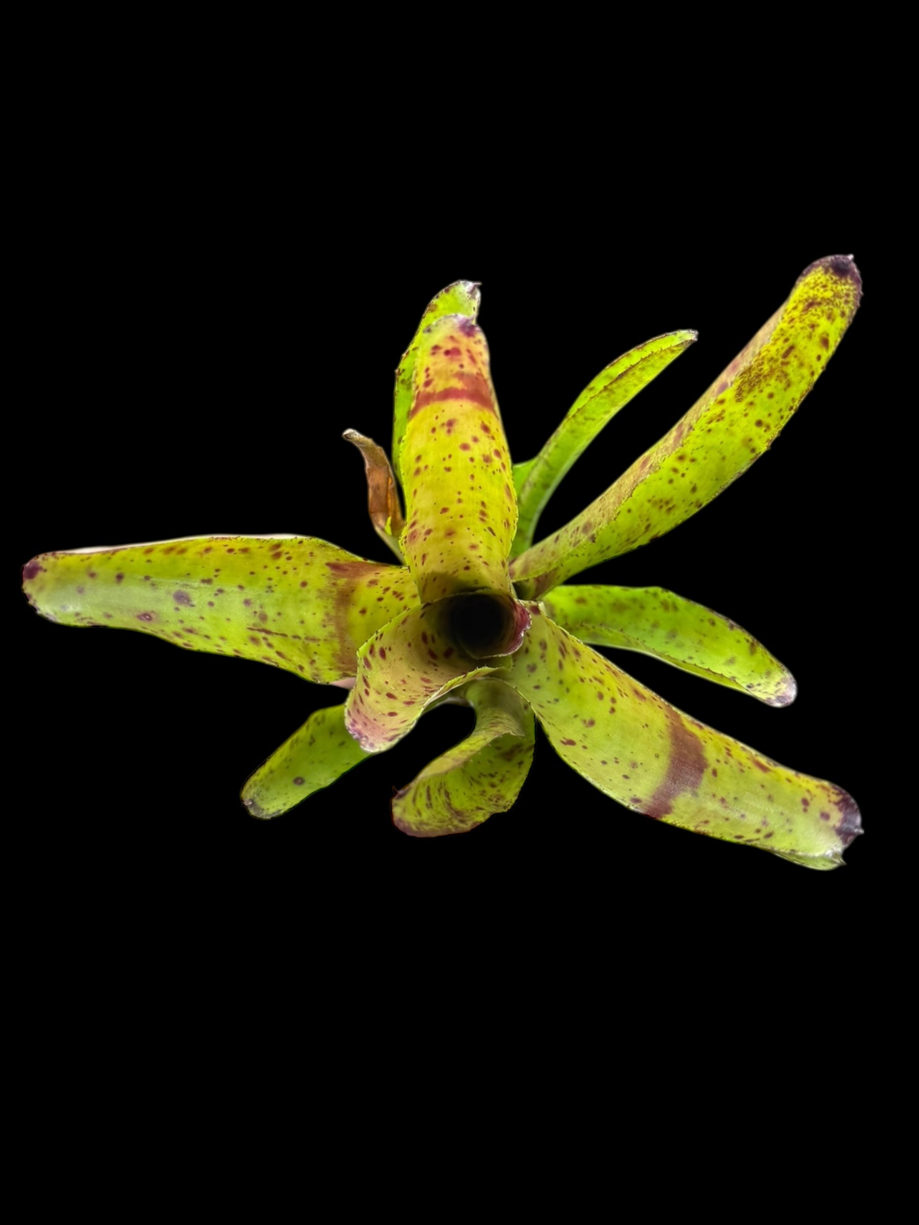 Neoregelia Little Lotta