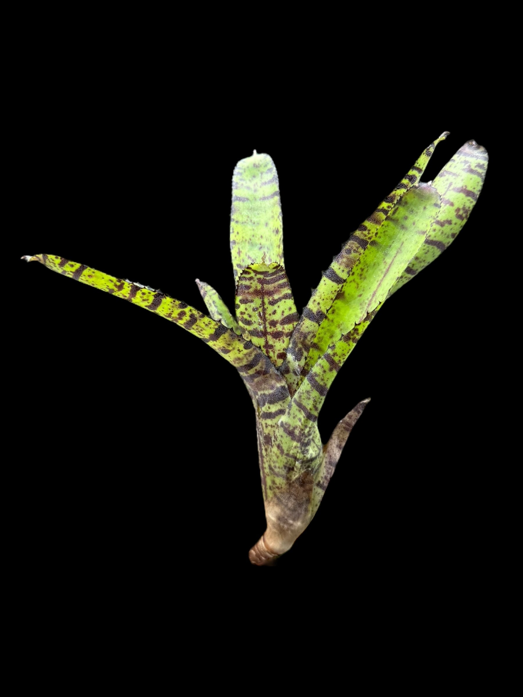 Néorégélie Hanibal Lecter