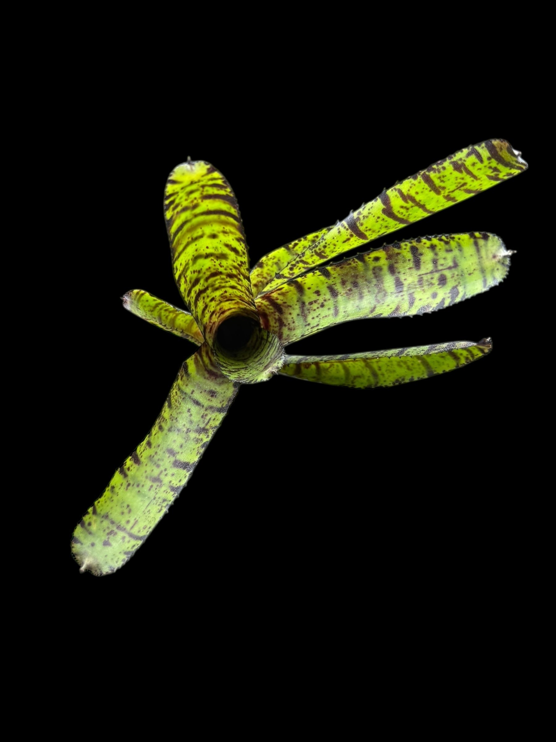 Néorégélie Hanibal Lecter