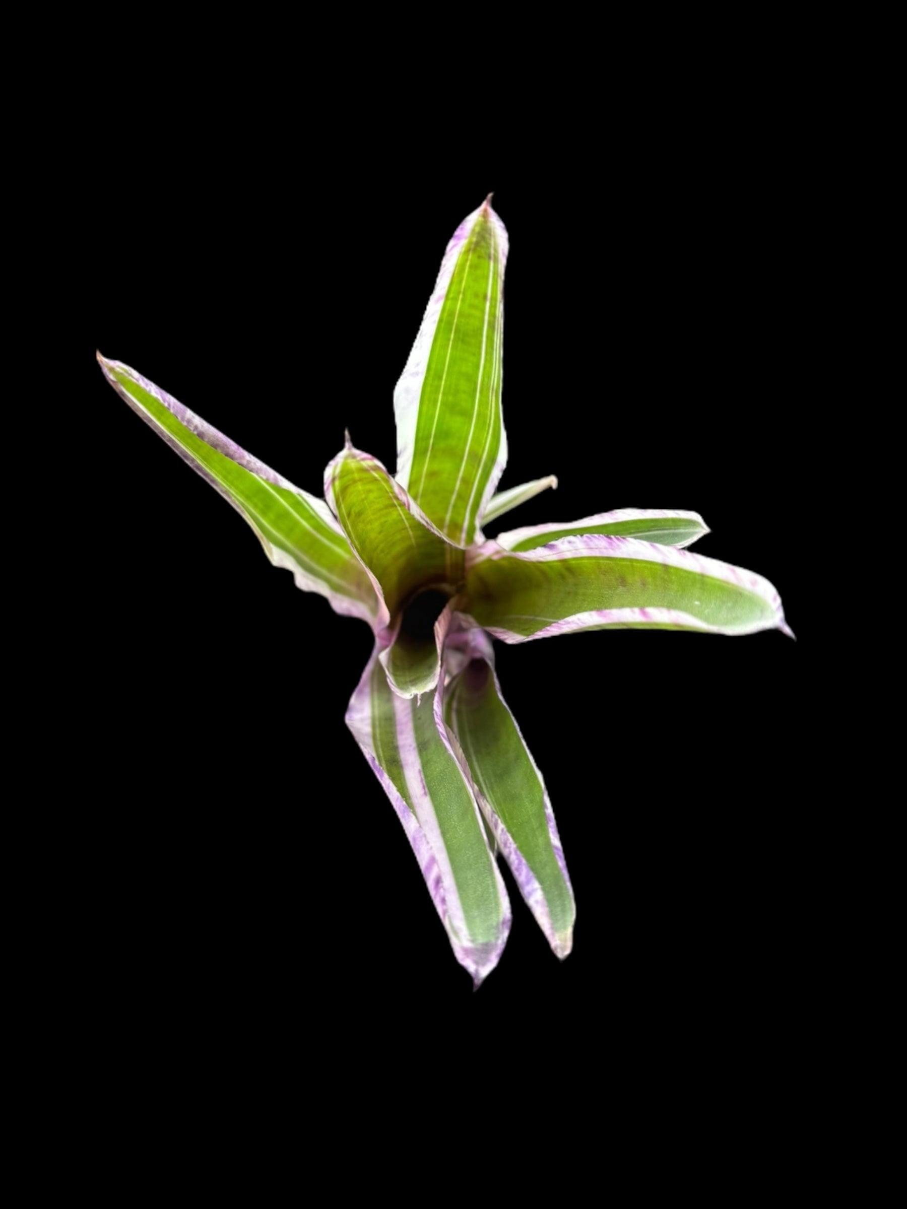 Neoregelia Candy Crush