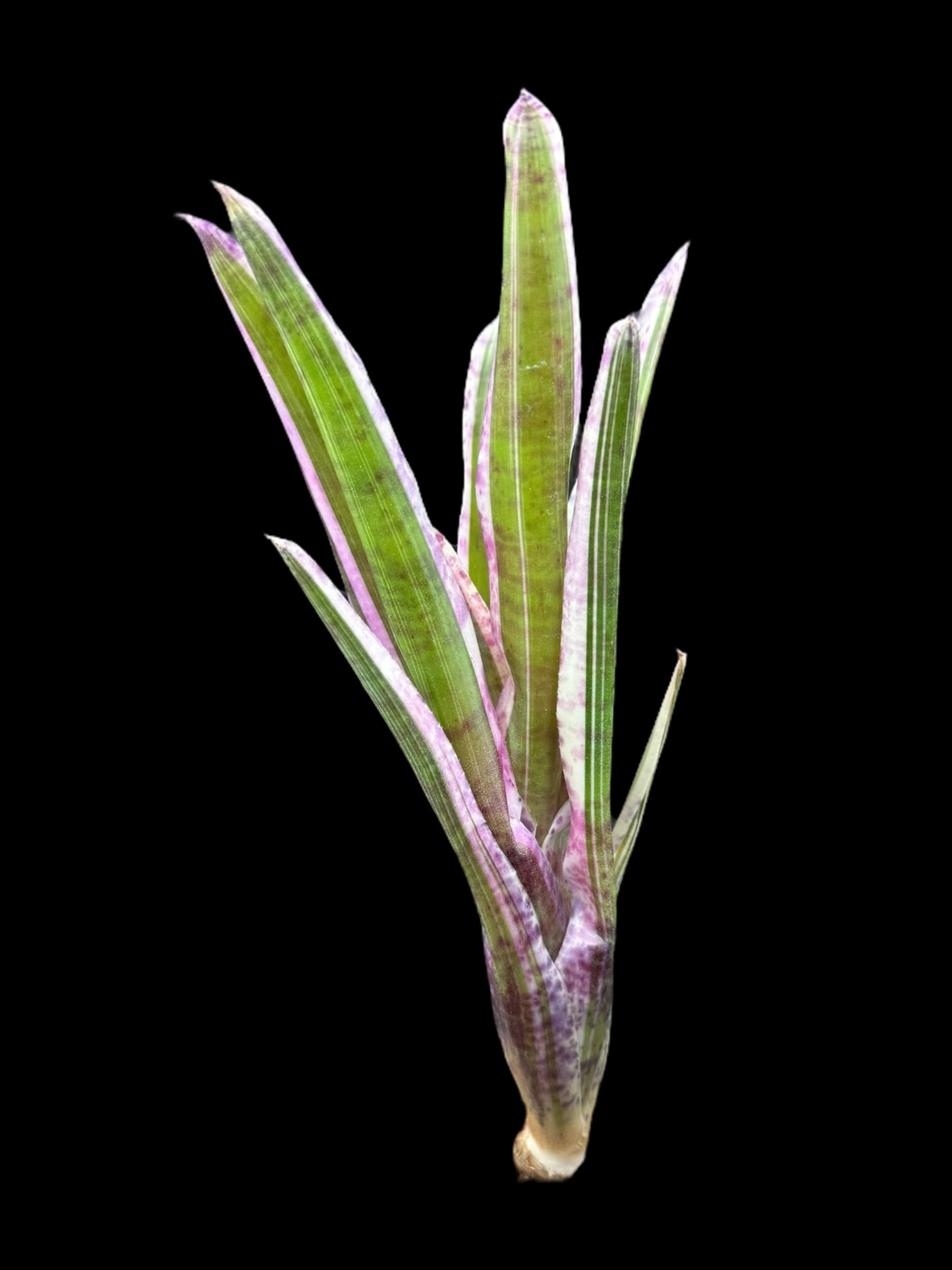 Neoregelia Candy Crush