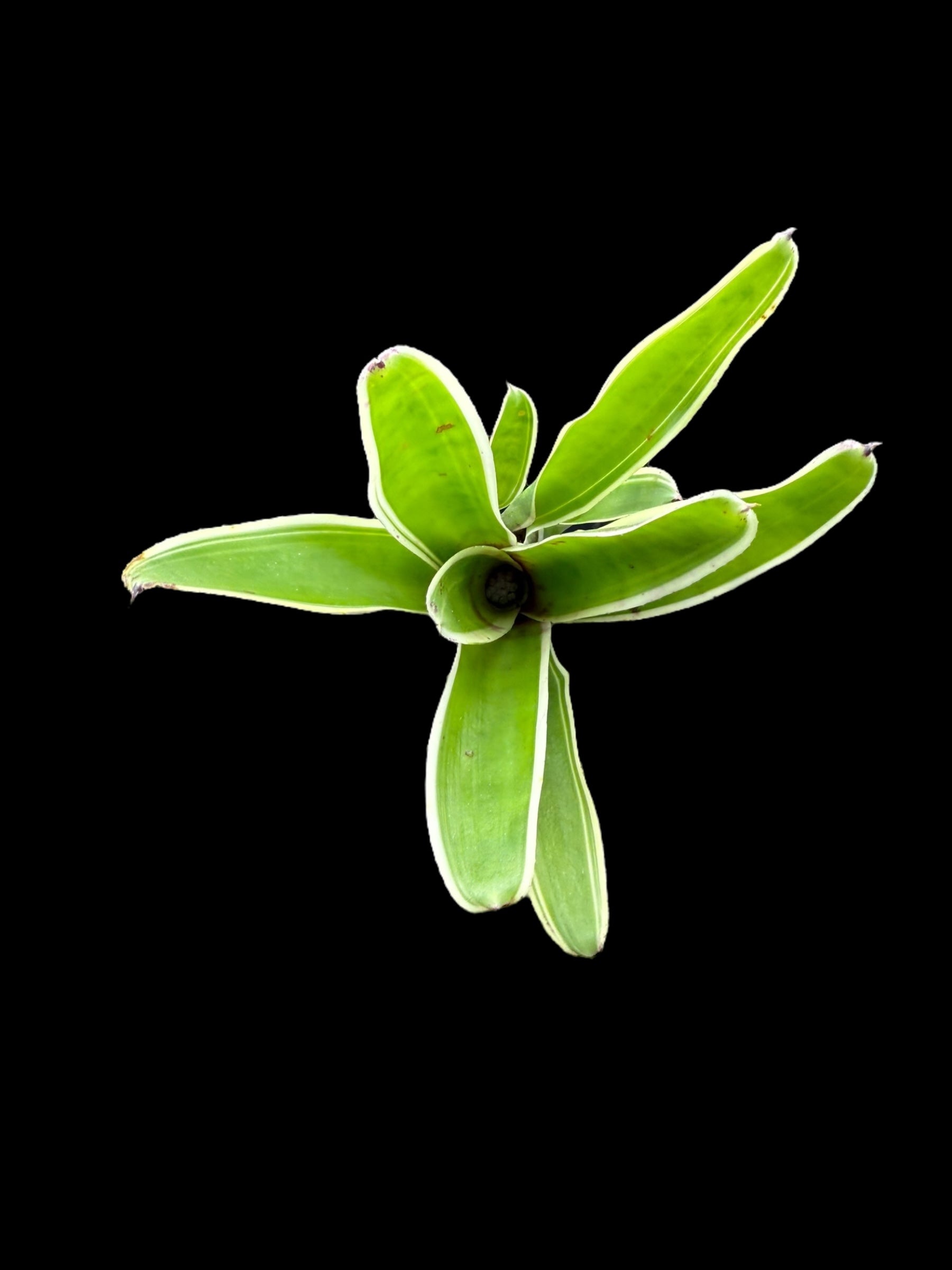 Neoregelia Demitasse