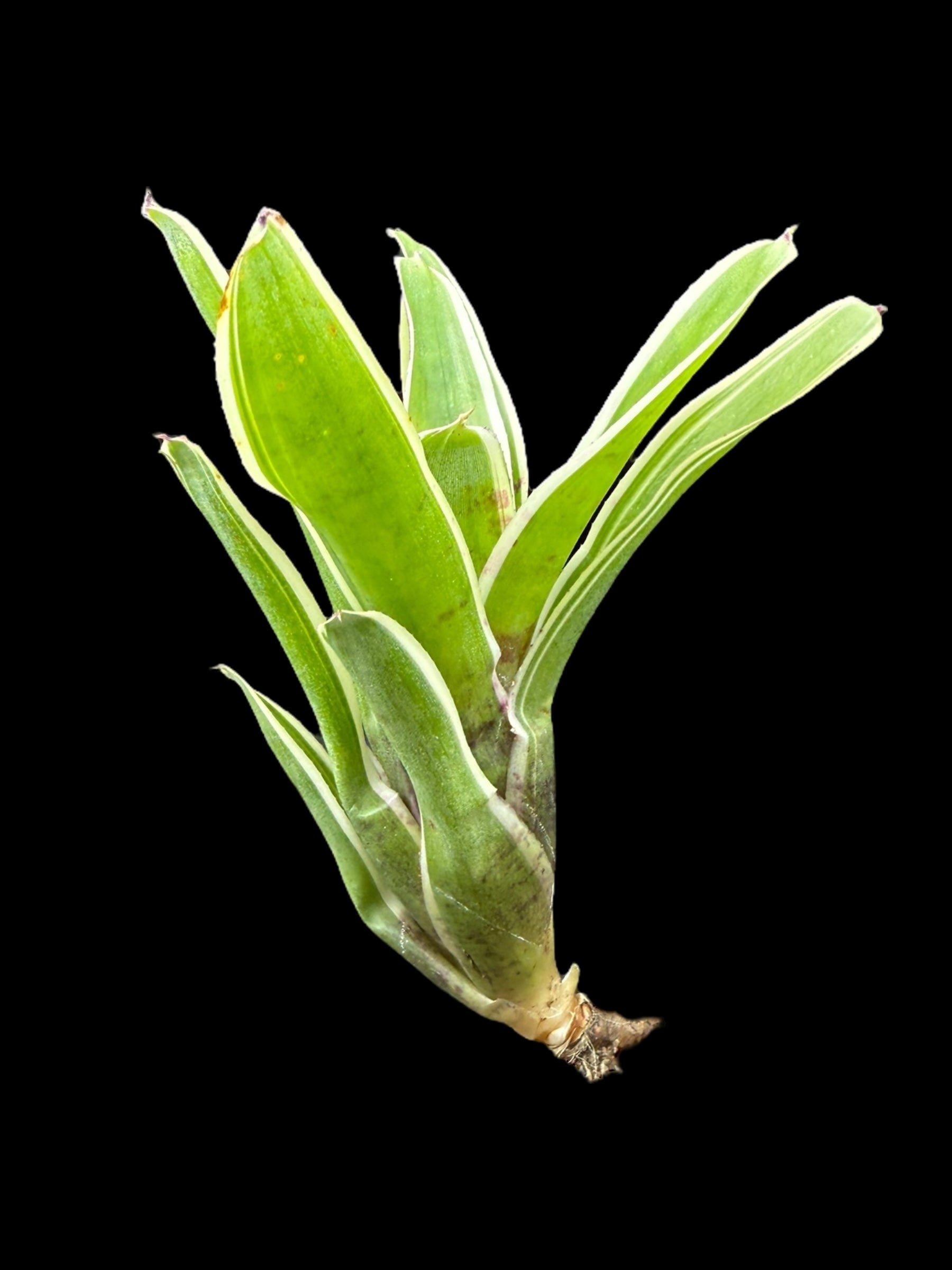 Neoregelia Demitasse