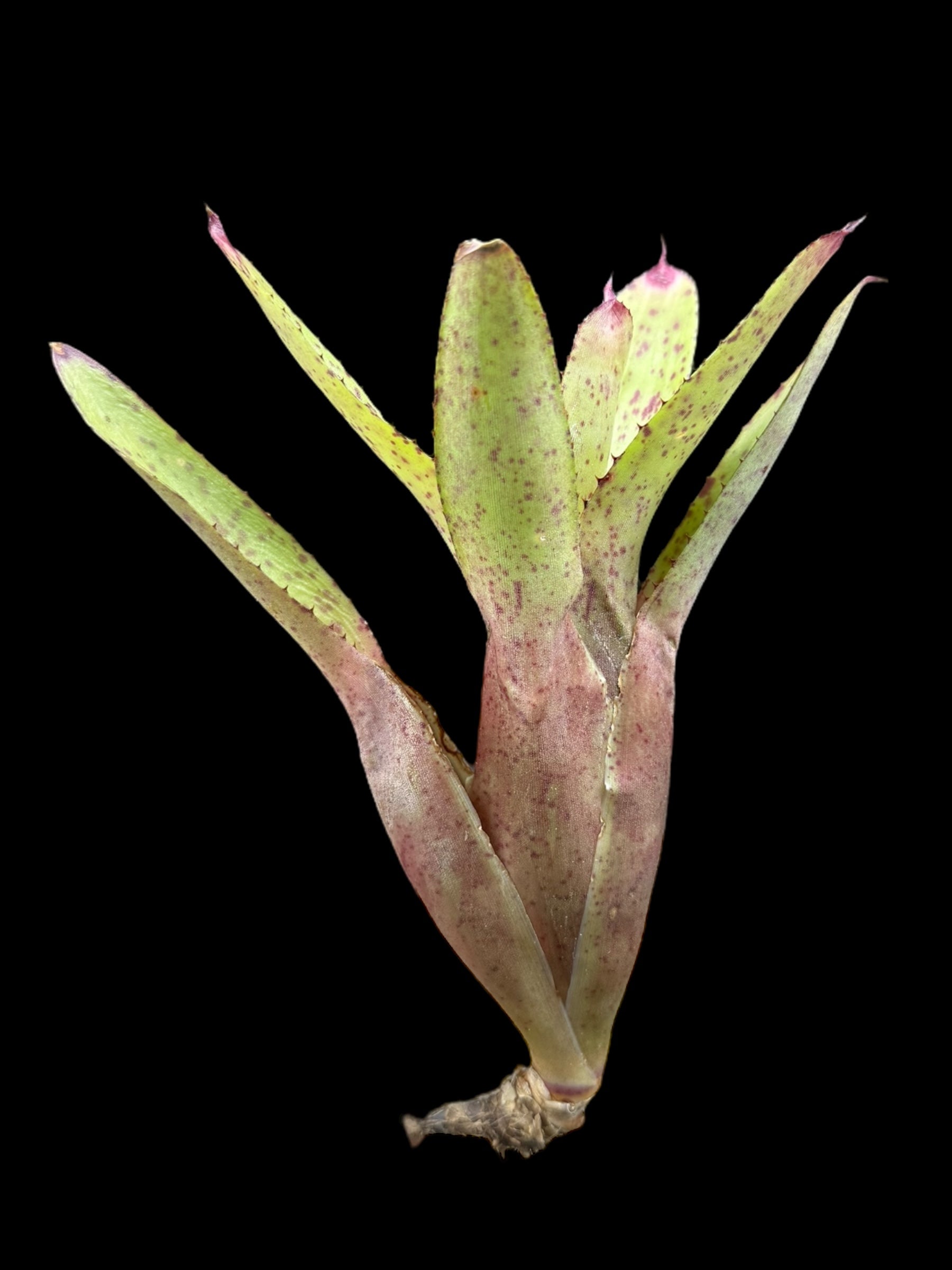 Neoregelia Cyanea