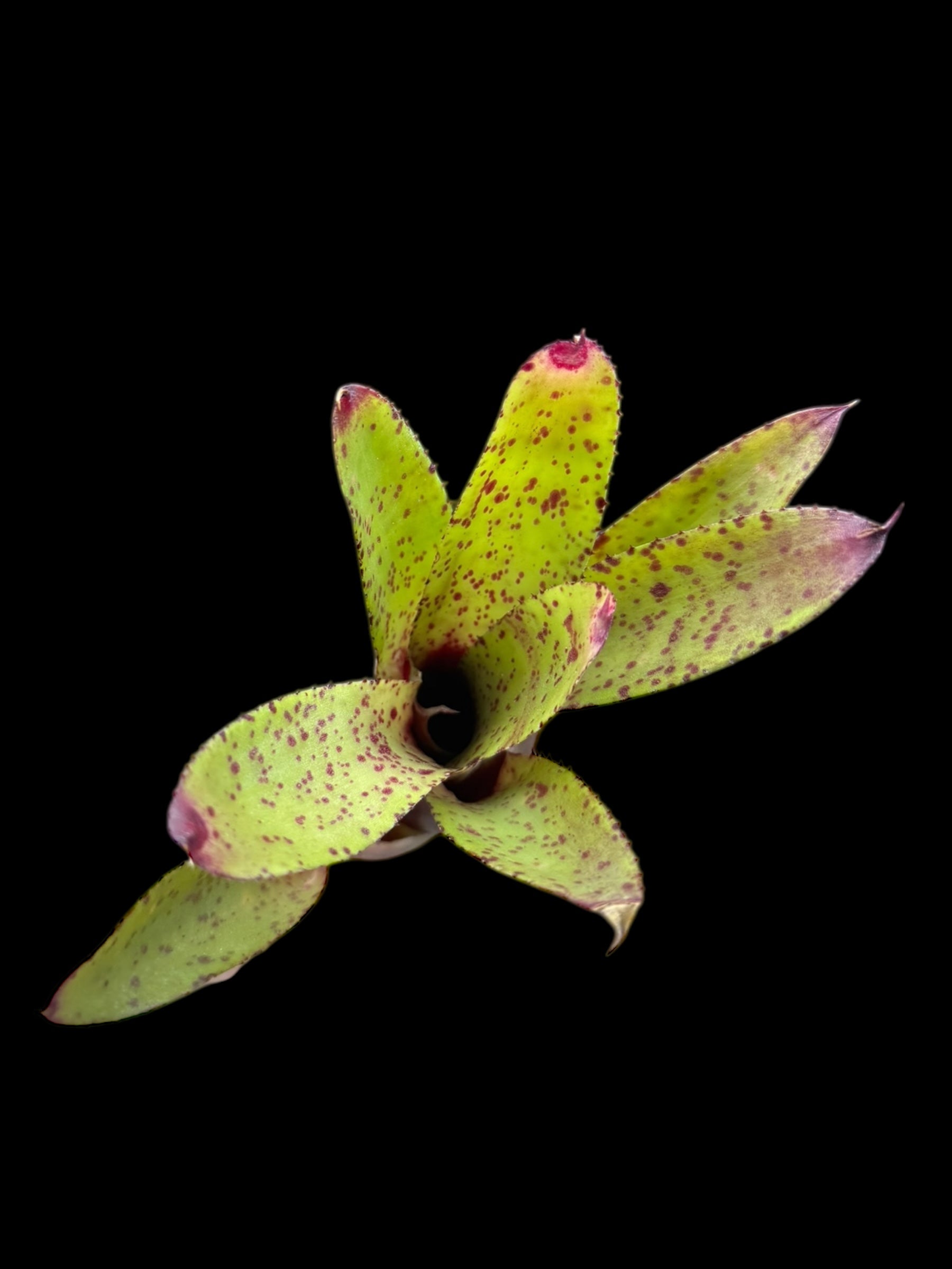 Neoregelia Cyanea