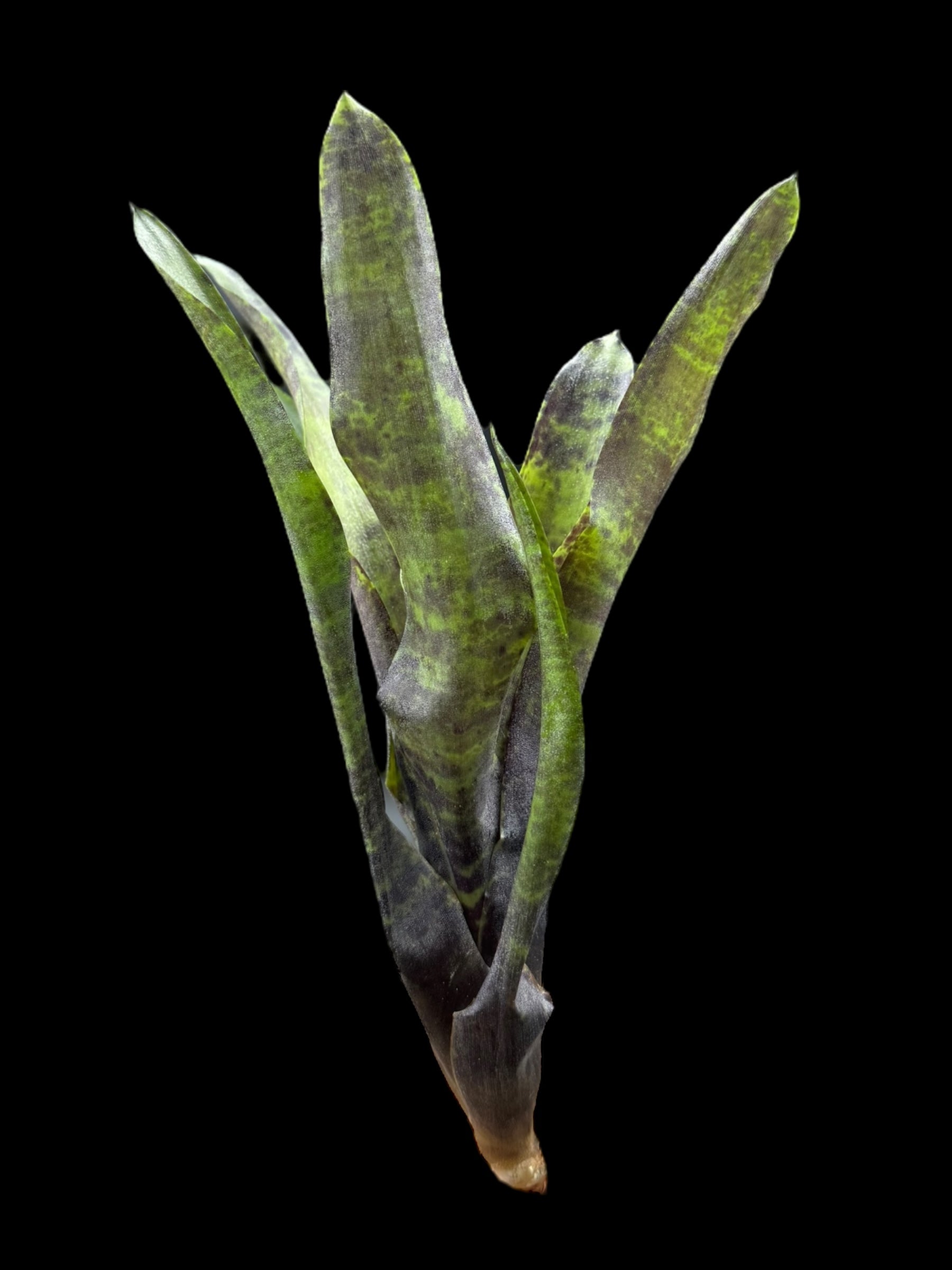 Neoregelia Blueberry Smoothie