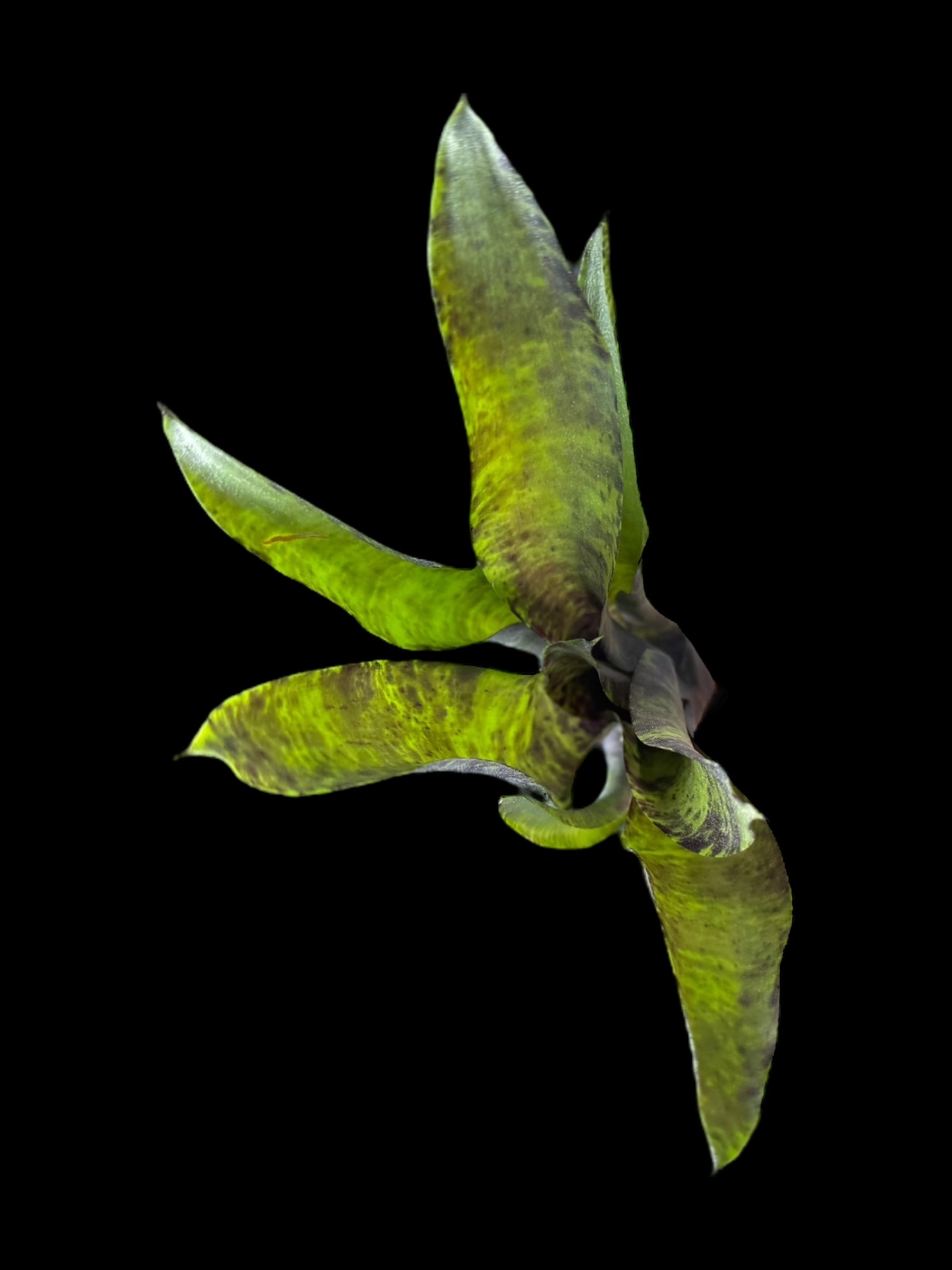 Neoregelia Blueberry Smoothie