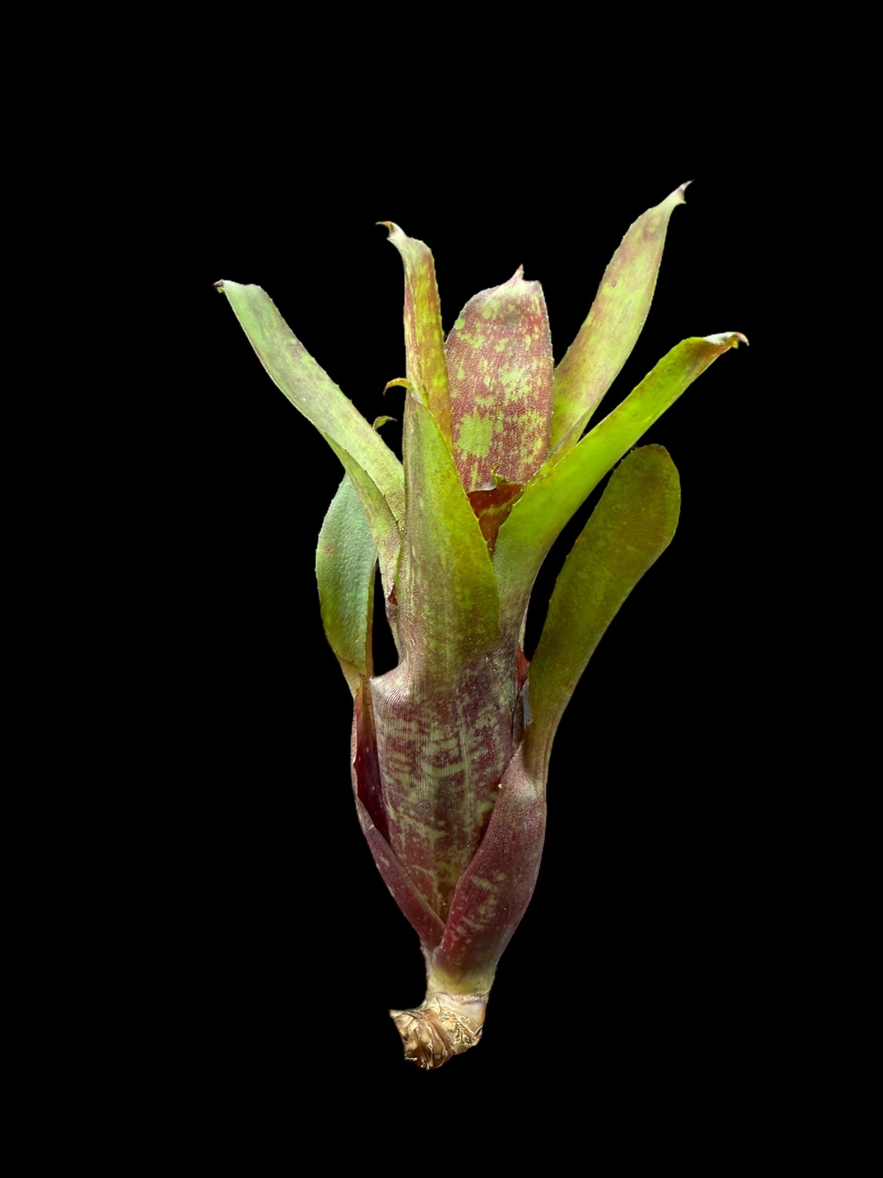 Neoregelia Gene McKenzie