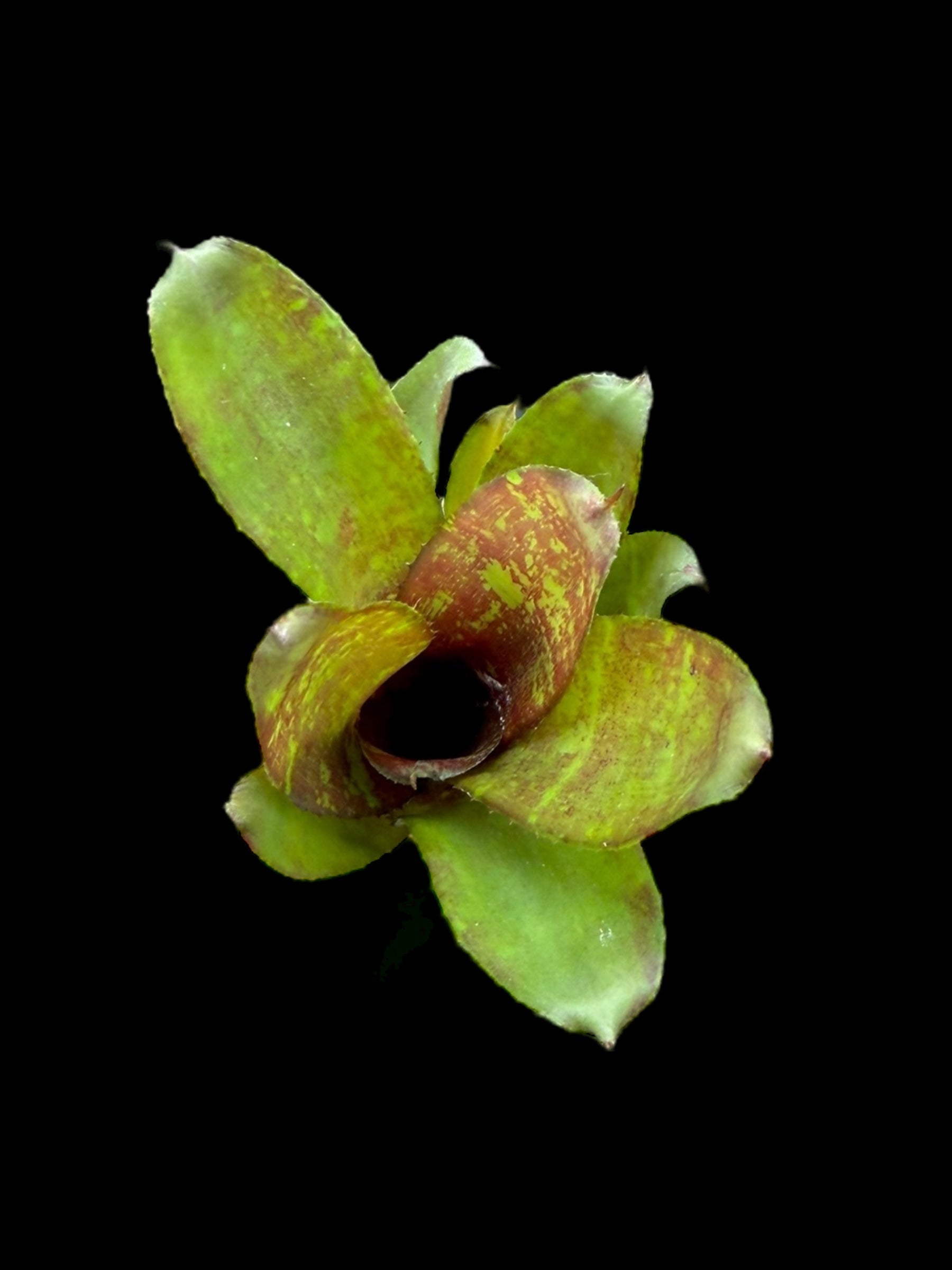 Neoregelia Gene McKenzie