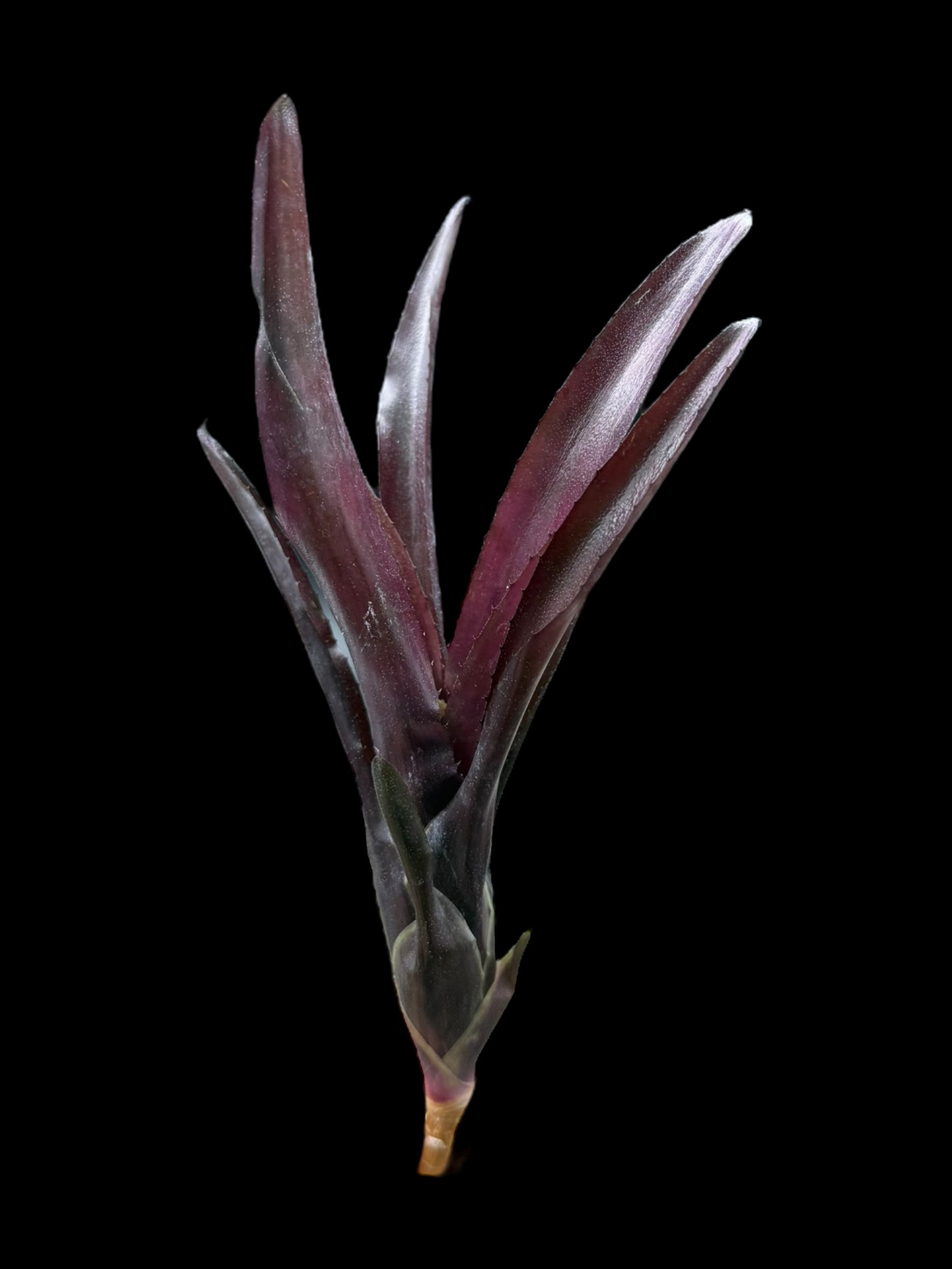 Neoregelia Superball x pauciflora