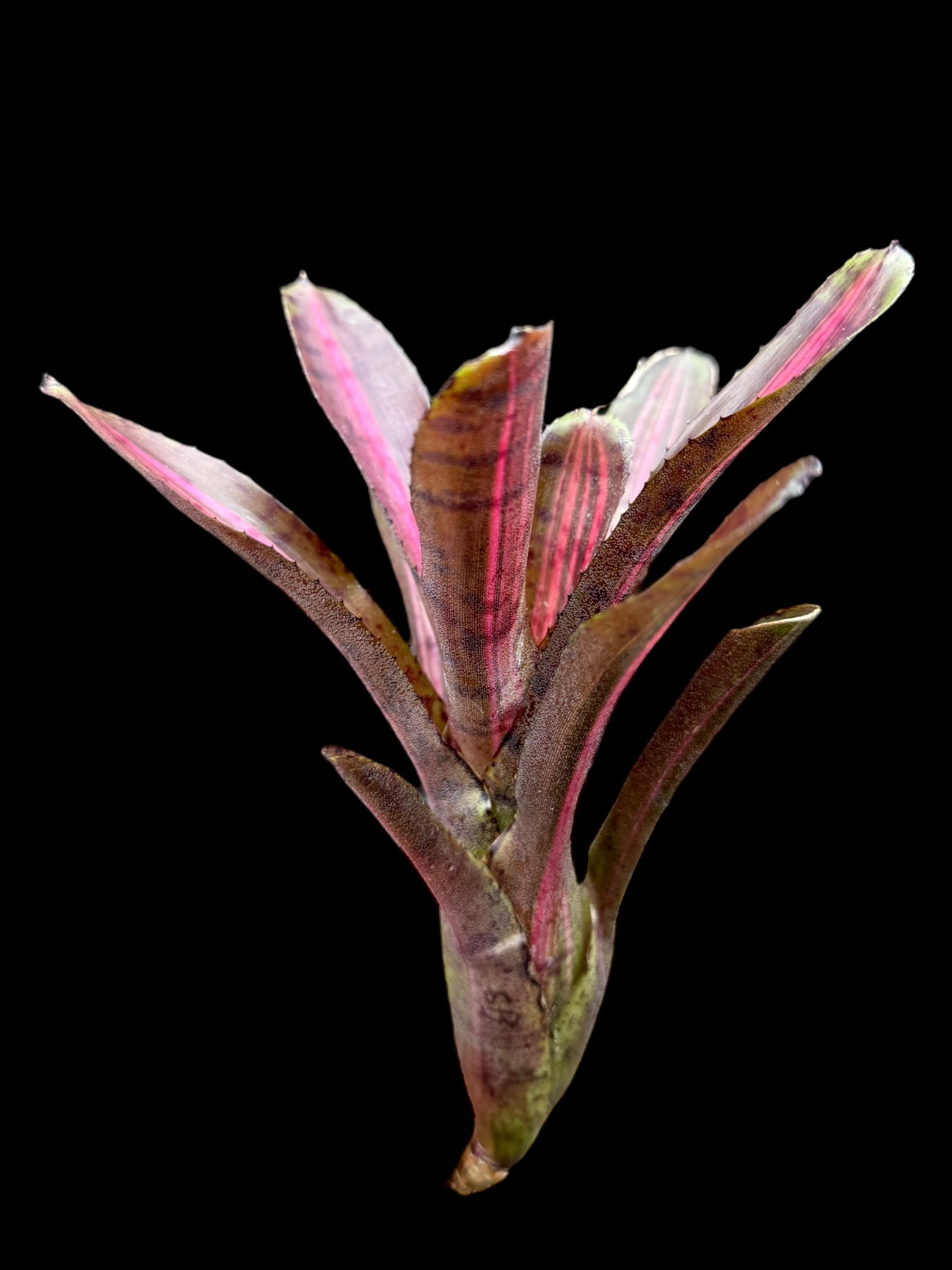 Neoregelia Starblast