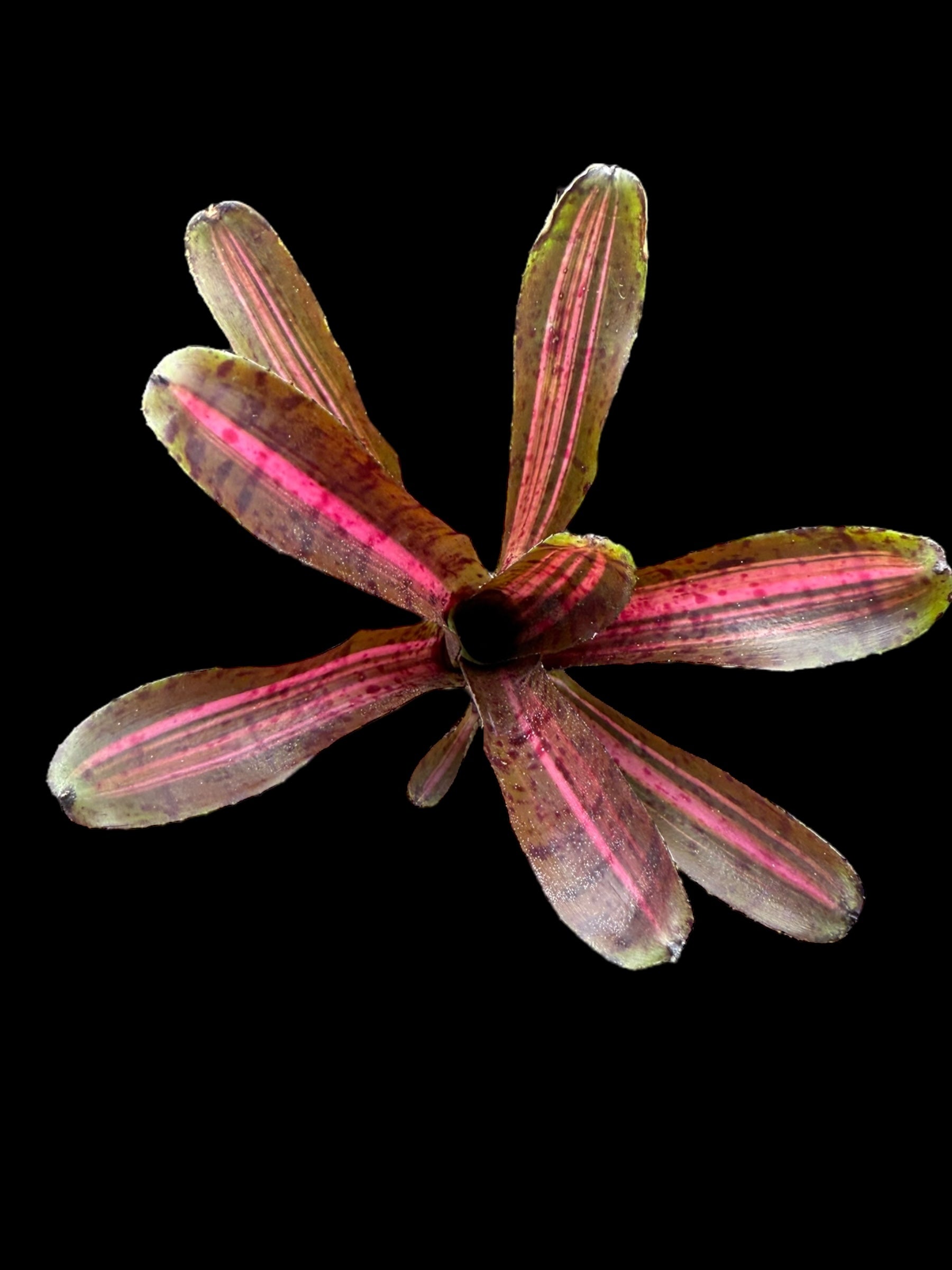Neoregelia Starblast