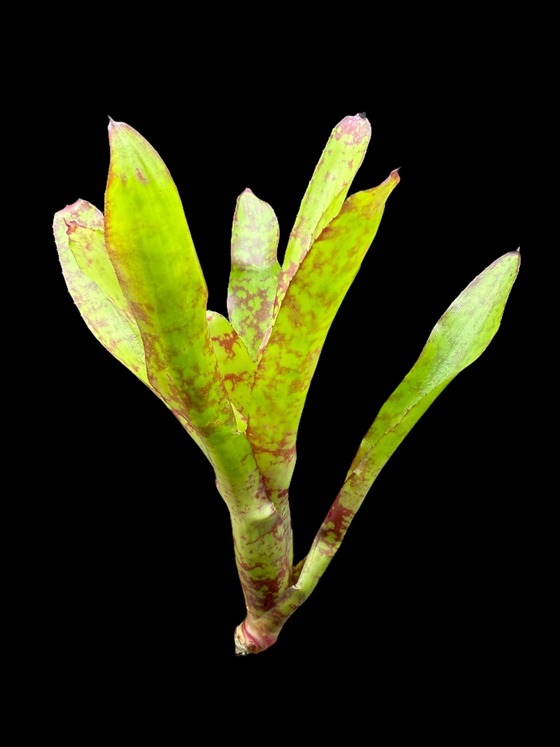 Neoregelia Winnie l'ourson