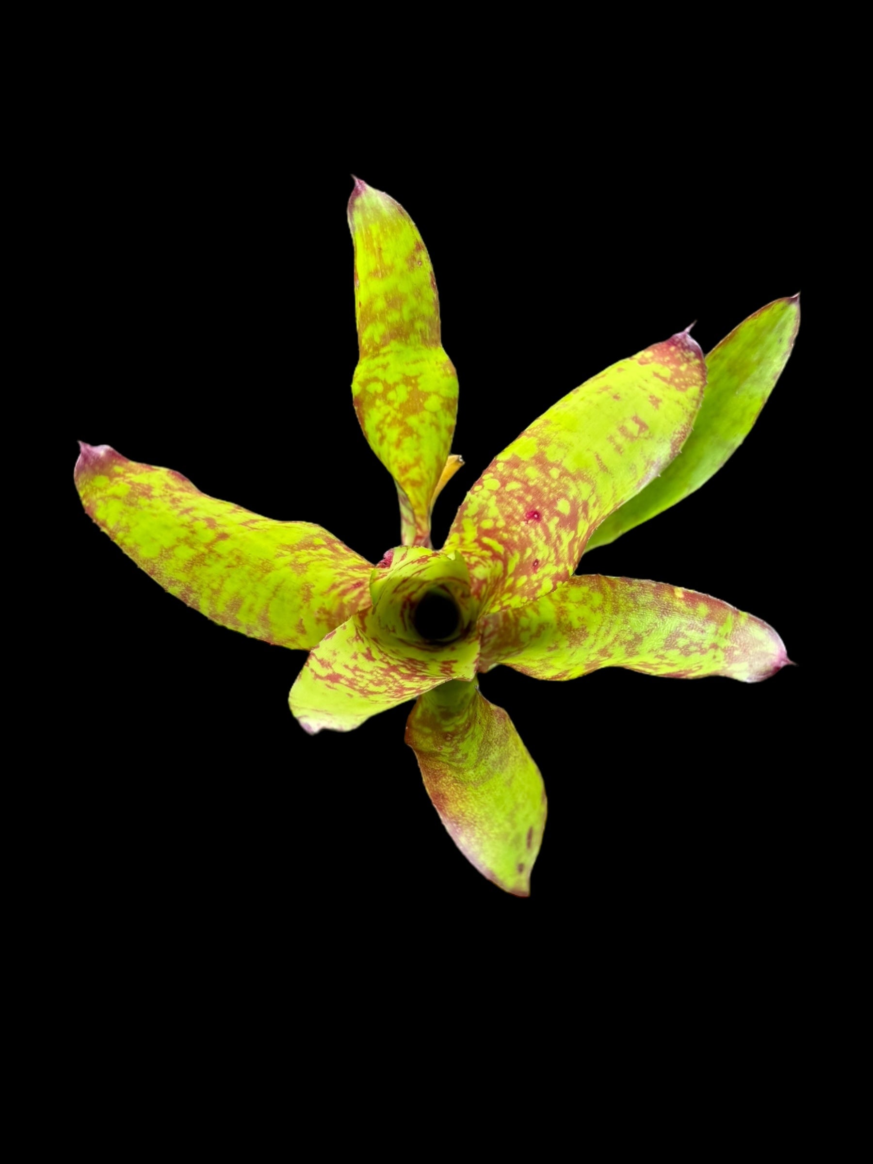 Neoregelia Winnie l'ourson